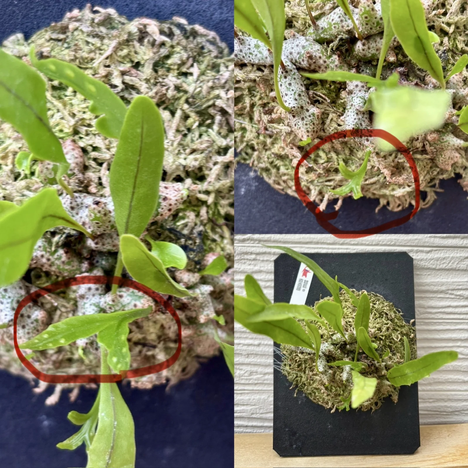 レカノプテリス　シヌオサ