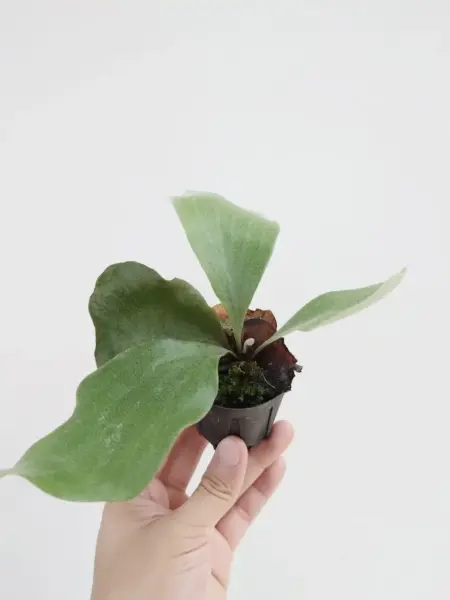 ビカクシダ ジョー