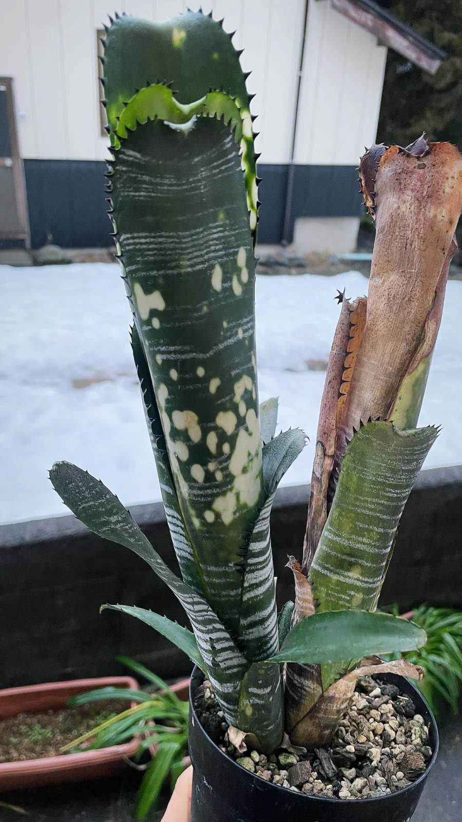 ビルベルギア　ヴィッタータ　ドミンゴスマルティンス