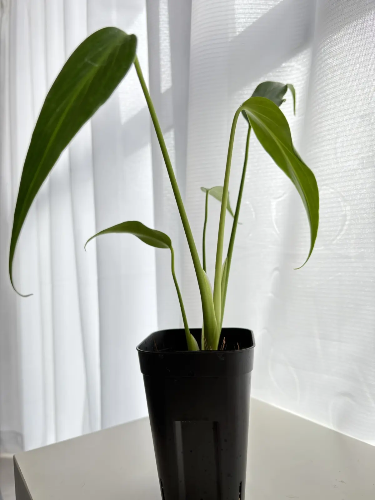 モンステラ　バールマルクスフレーム