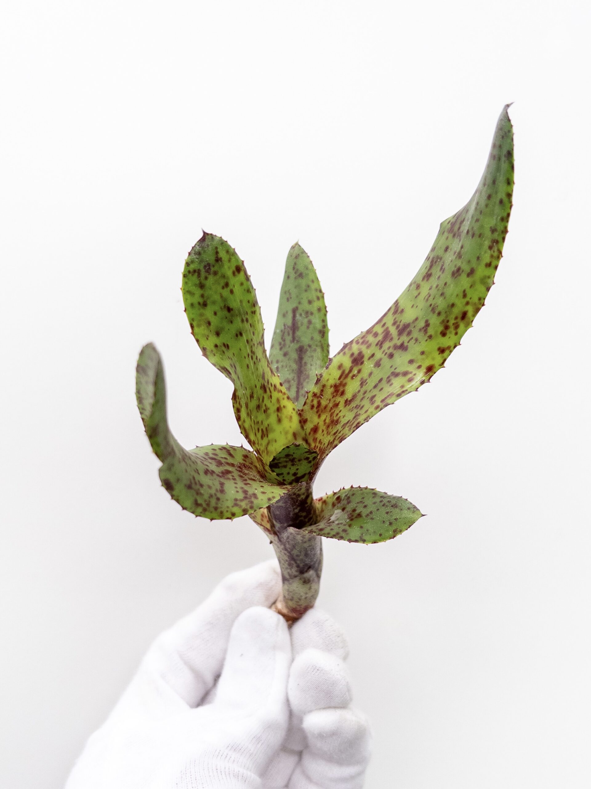 ネオレゲリア オーストラリアンペッパー