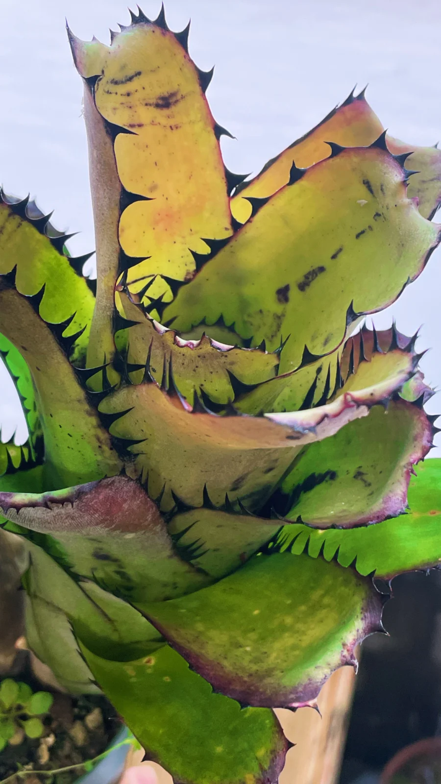 ビルベルギア　サンデリアーナ