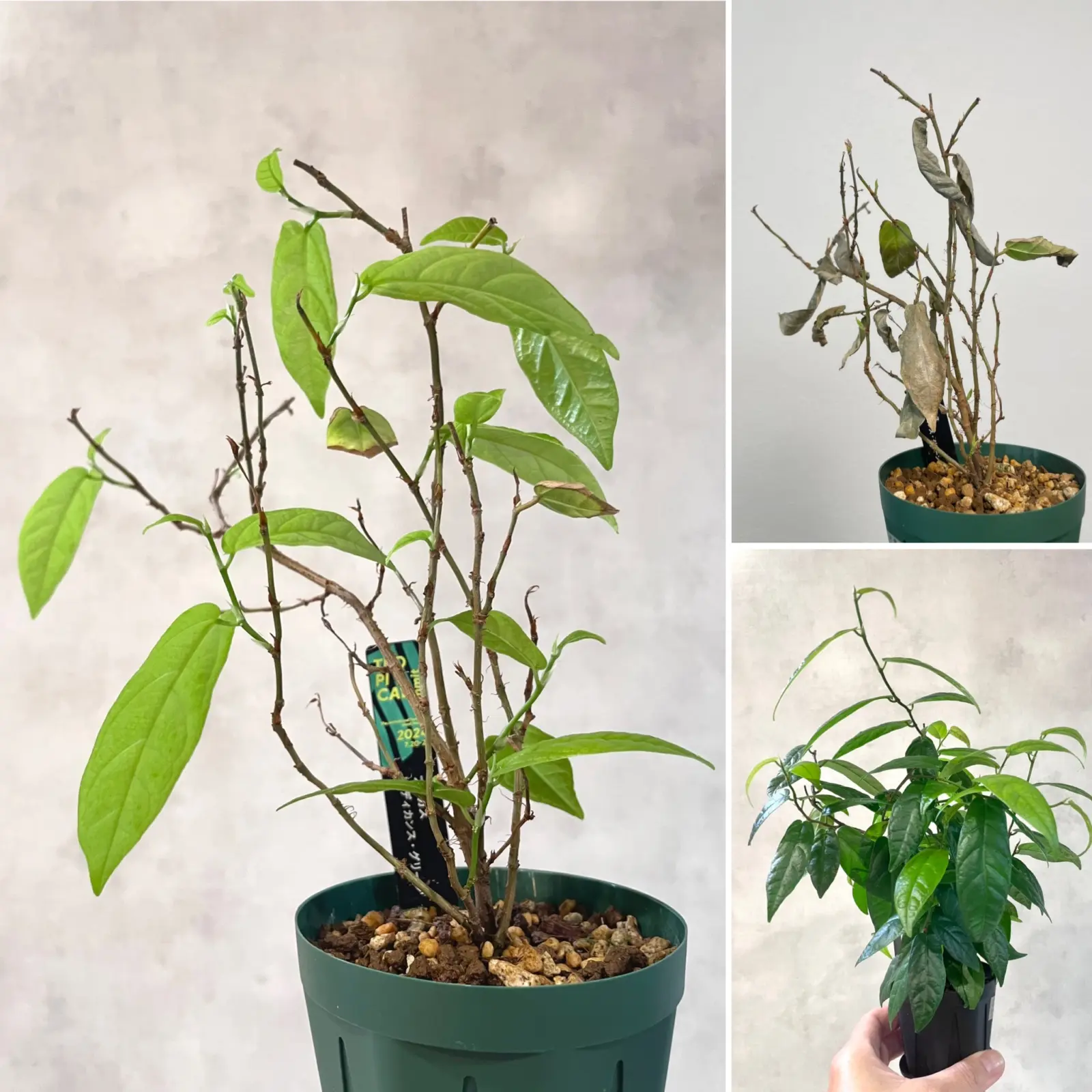 フィカス　ラディカンス　グリーン　水切れ→復活