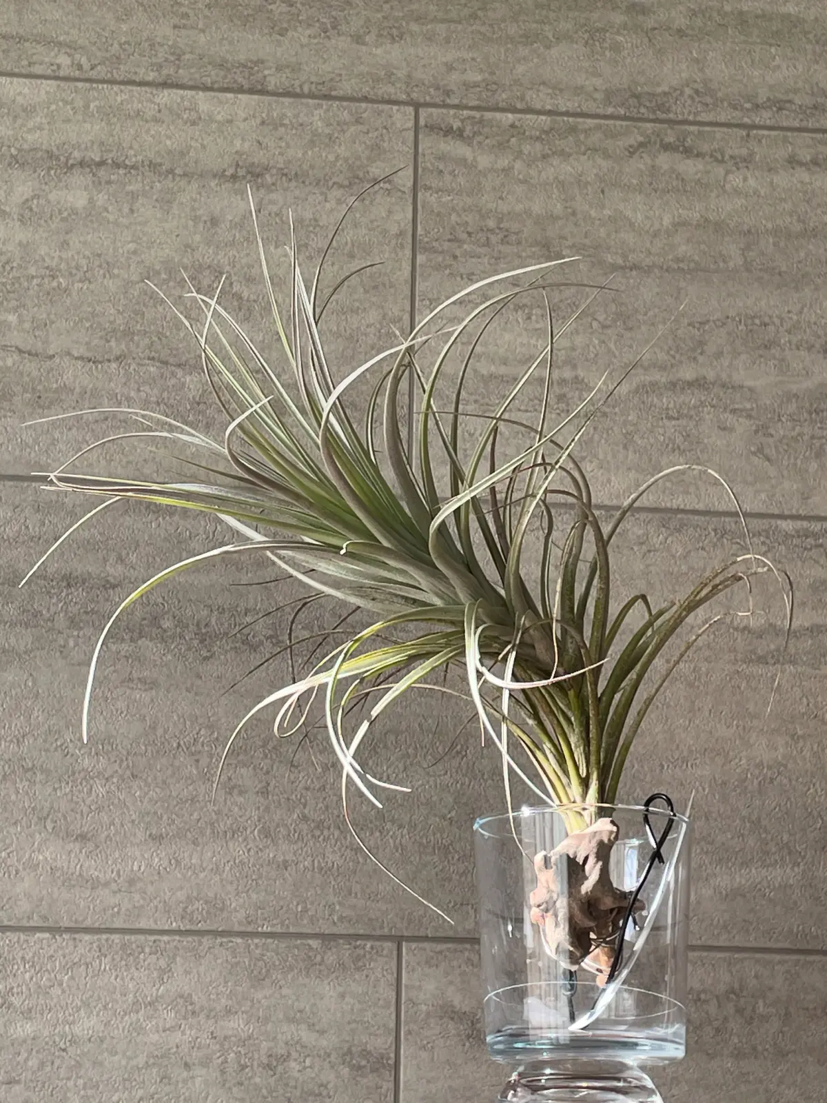 ティランジア　ミラグリエンシス　from KO