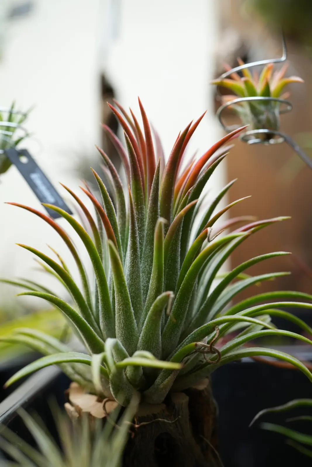 イオナンタ ゴジラ