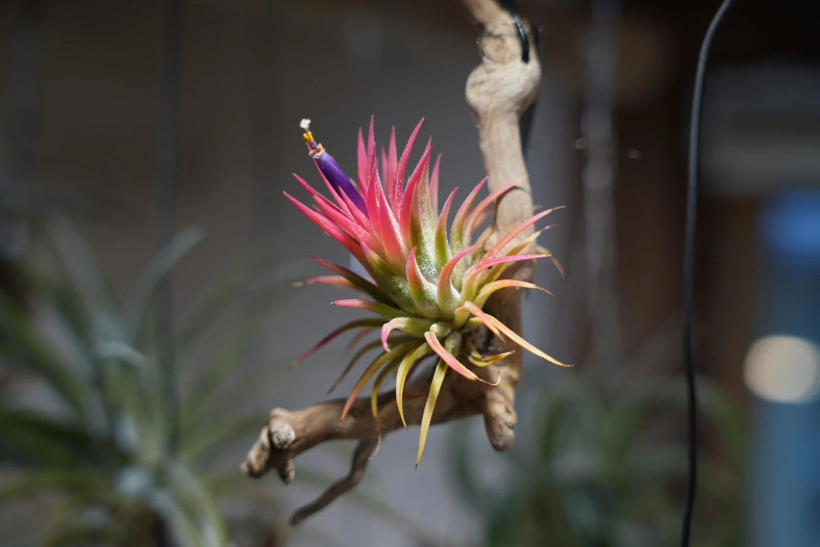 イオナンタ　アルボマルギナータ