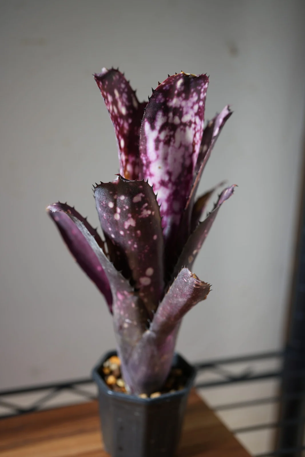 ビルベルギア　オーバージーン