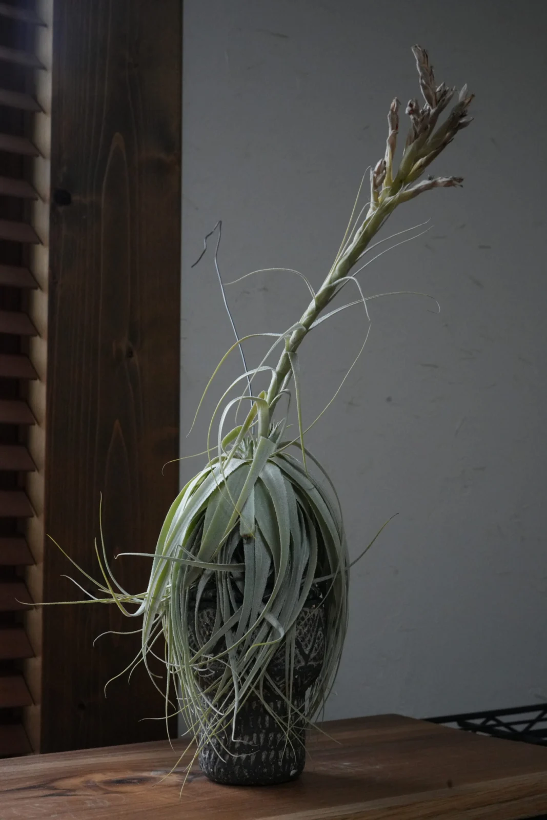 ティランジア　チャペウエンシス