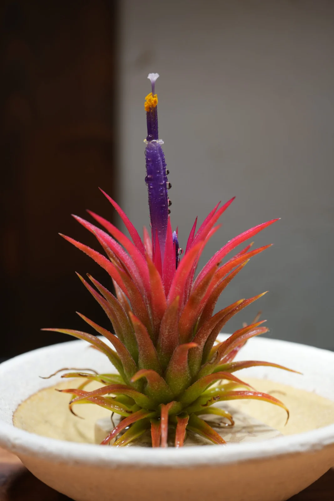 イオナンタ　フエゴ