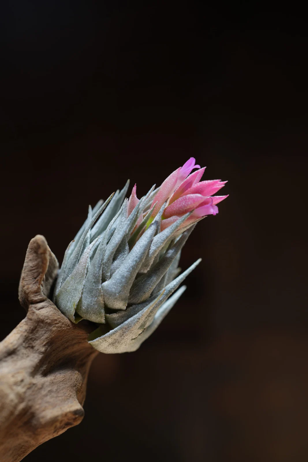 ティランジア　カウツキー