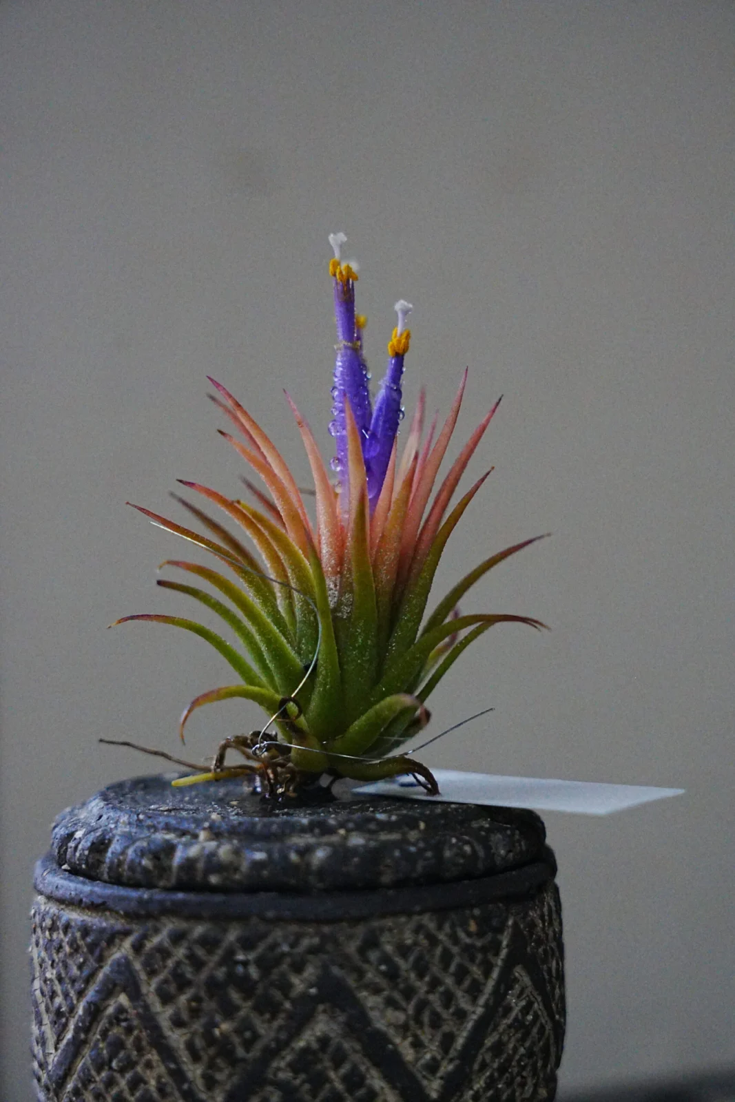 イオナンタ　SOL