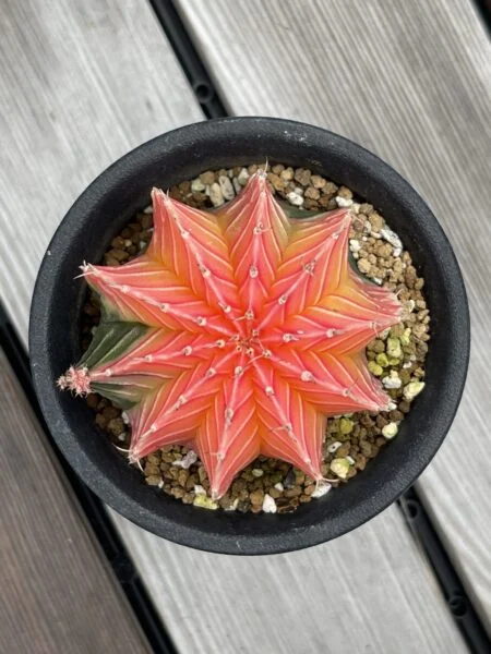 ギムノカリキウム