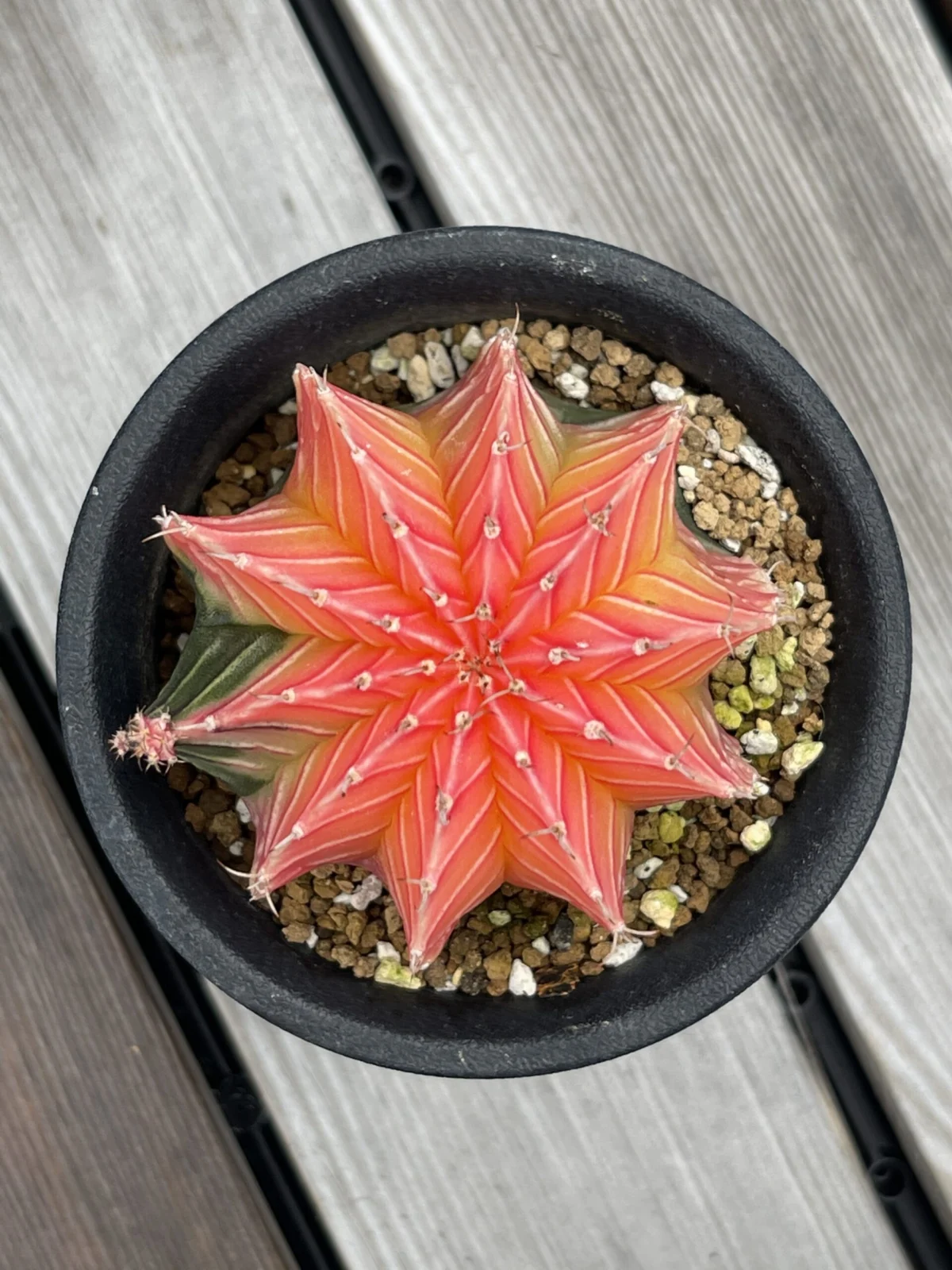 ギムノカリキウム
