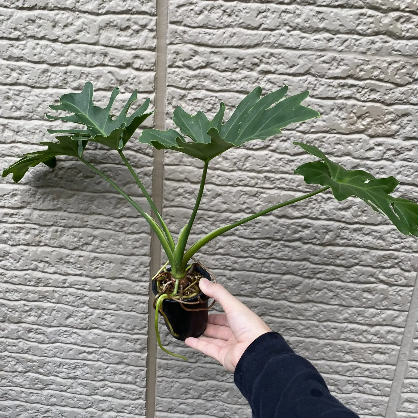 フィロデンドロン