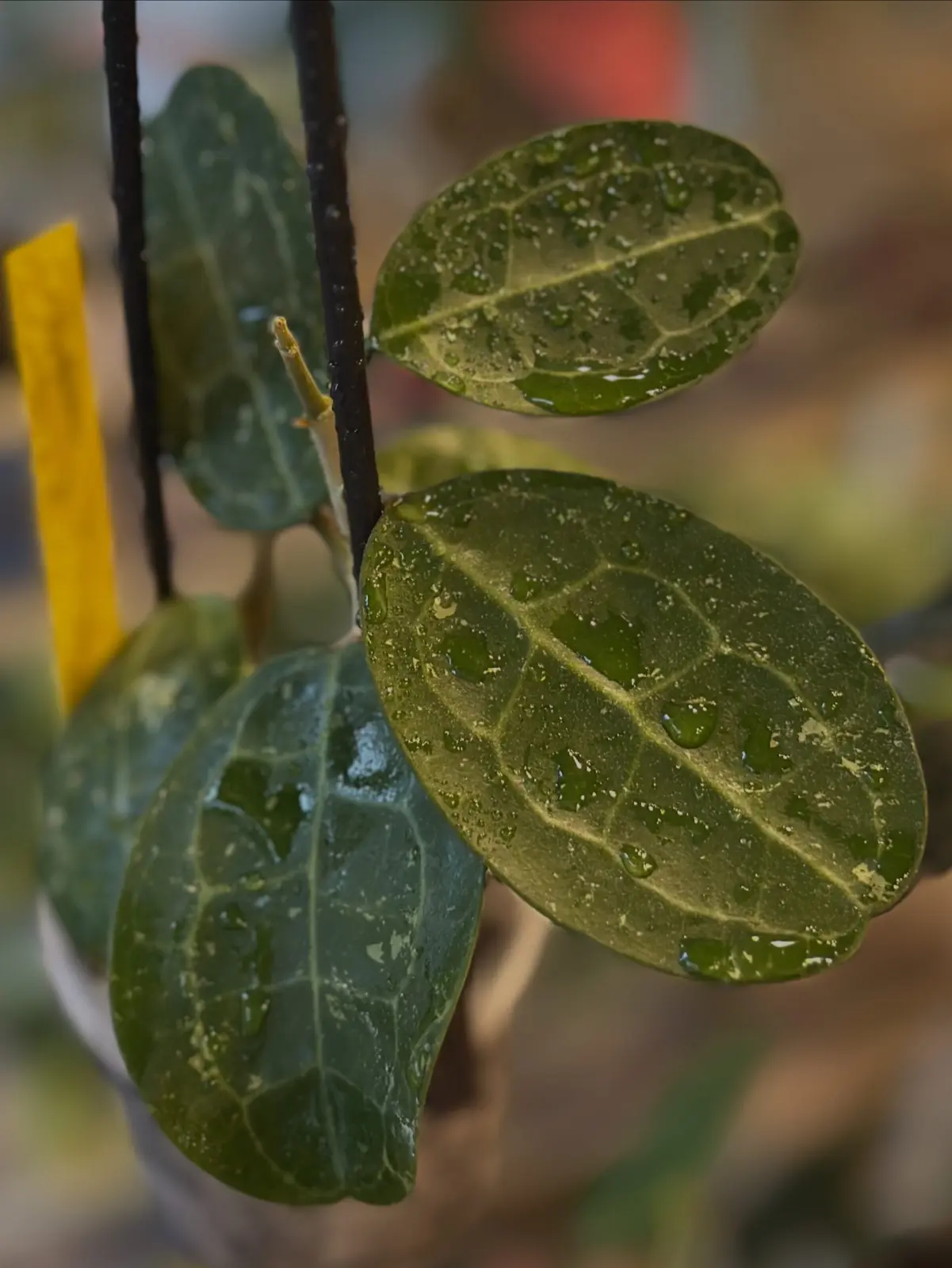 ホヤ　エリプティカ　タートル