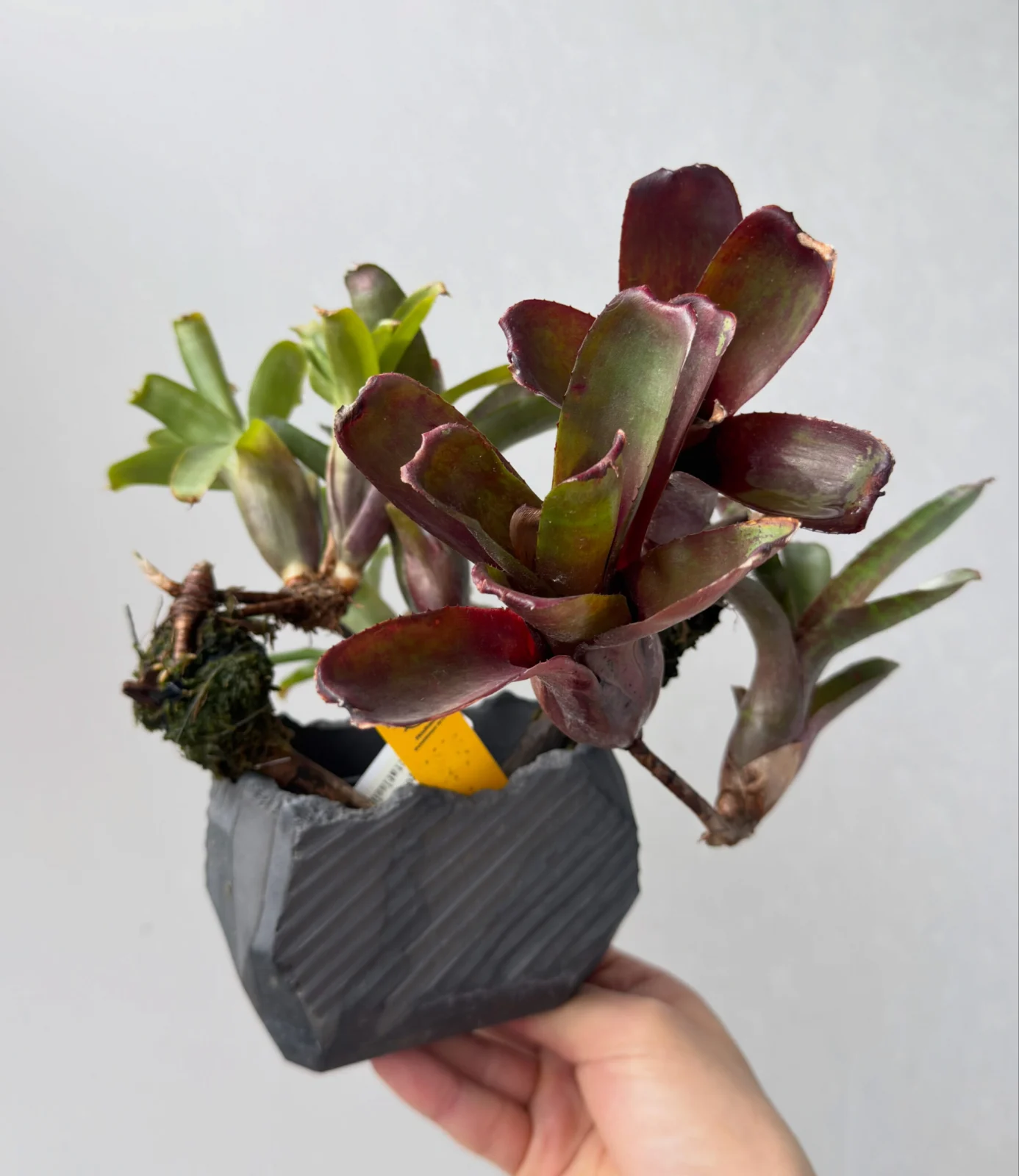 ネオレゲリア ダルタニオン ダータニオン チキータリンダ