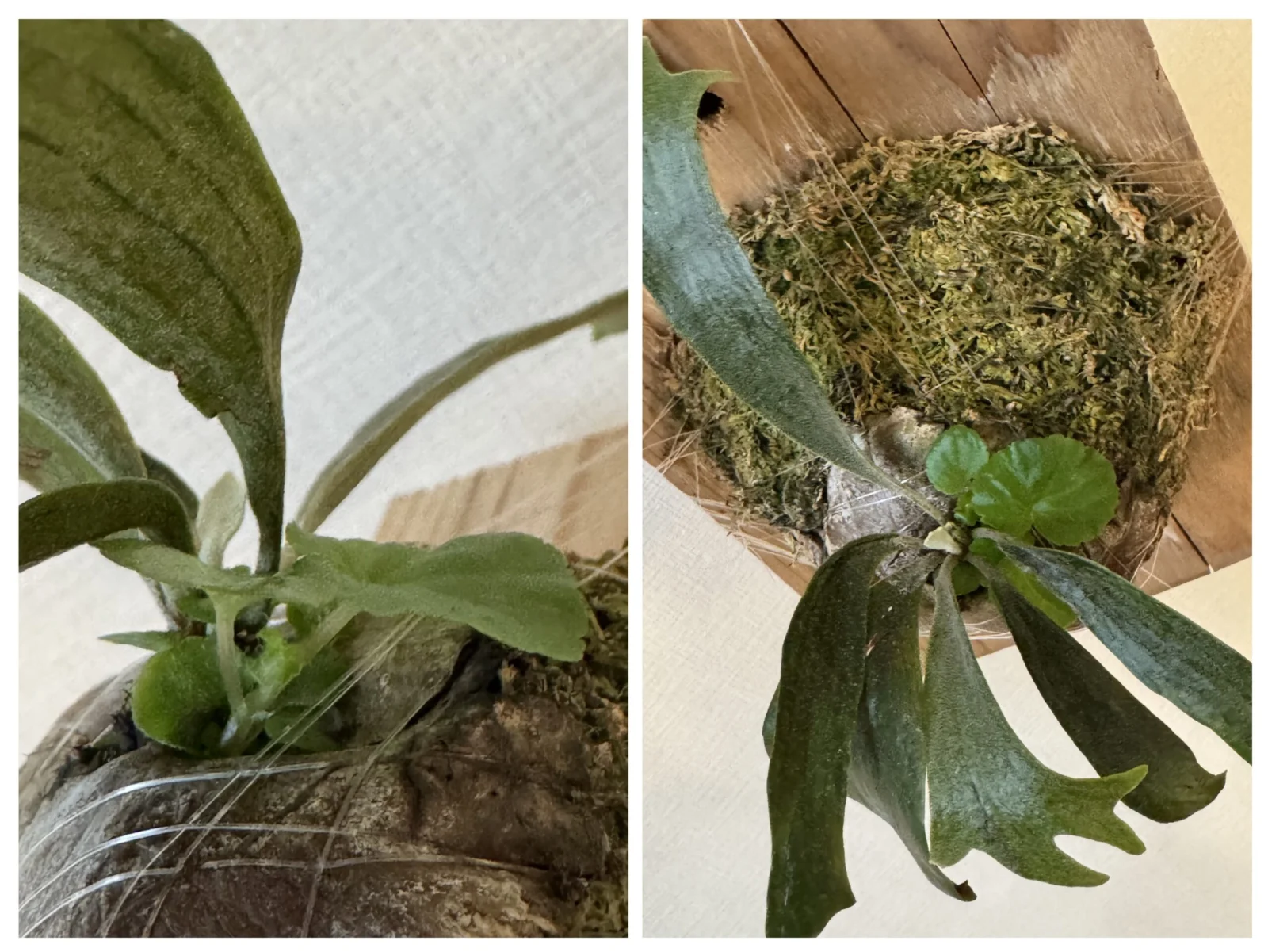 ビカクシダ ユキノシタ セントポーリア