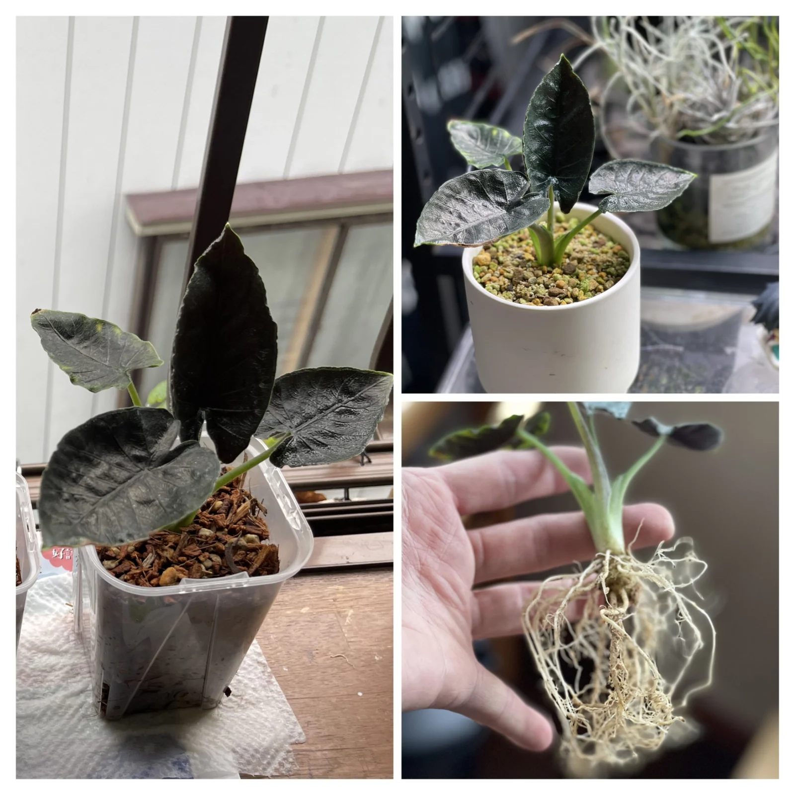 アントロベルベット