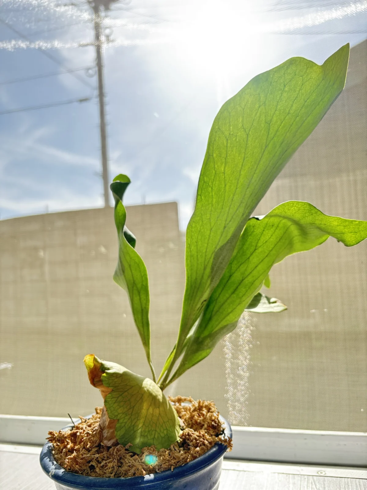 ビカクシダ 救済植物