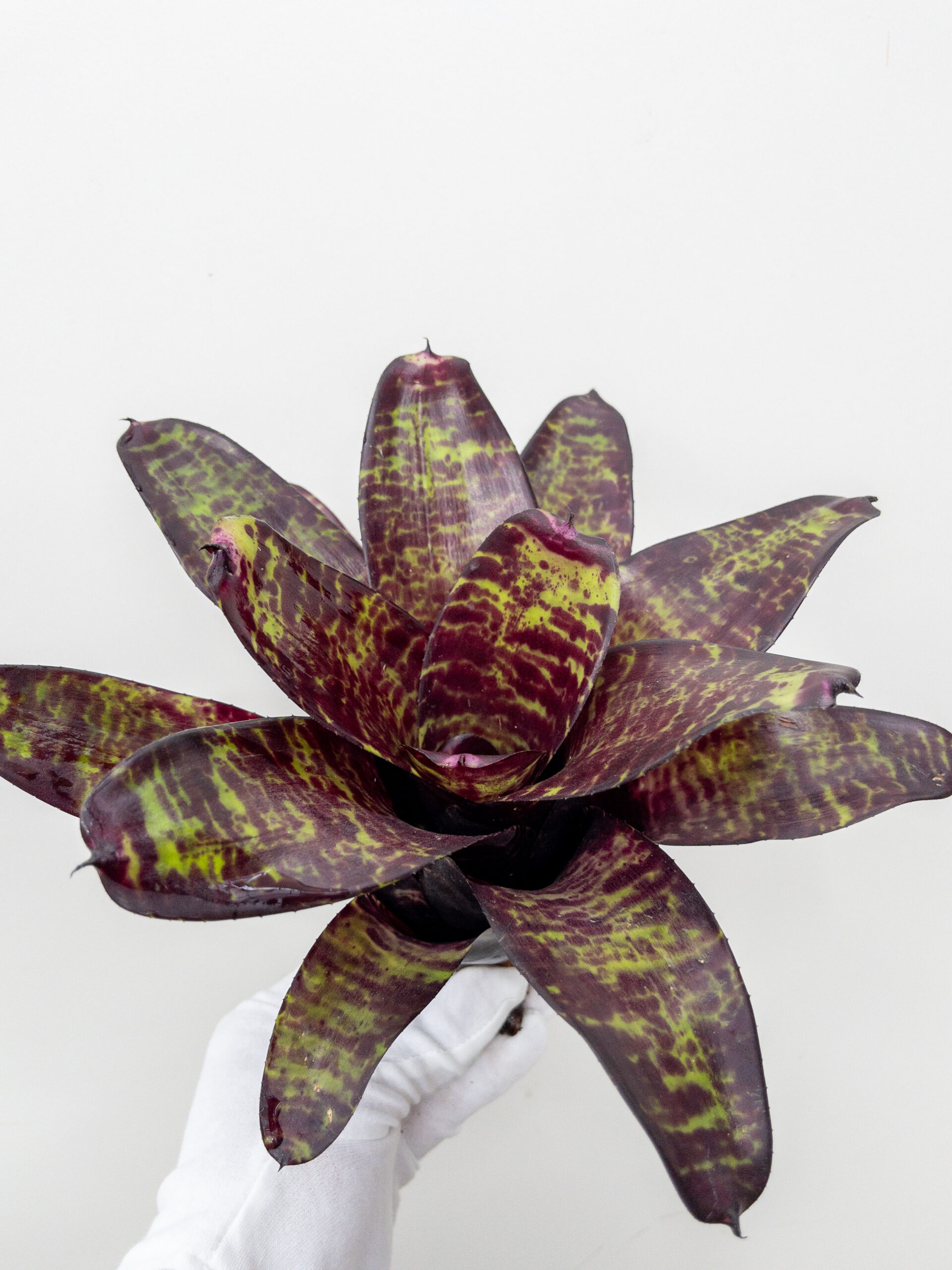 ネオレゲリア プラムトルテ