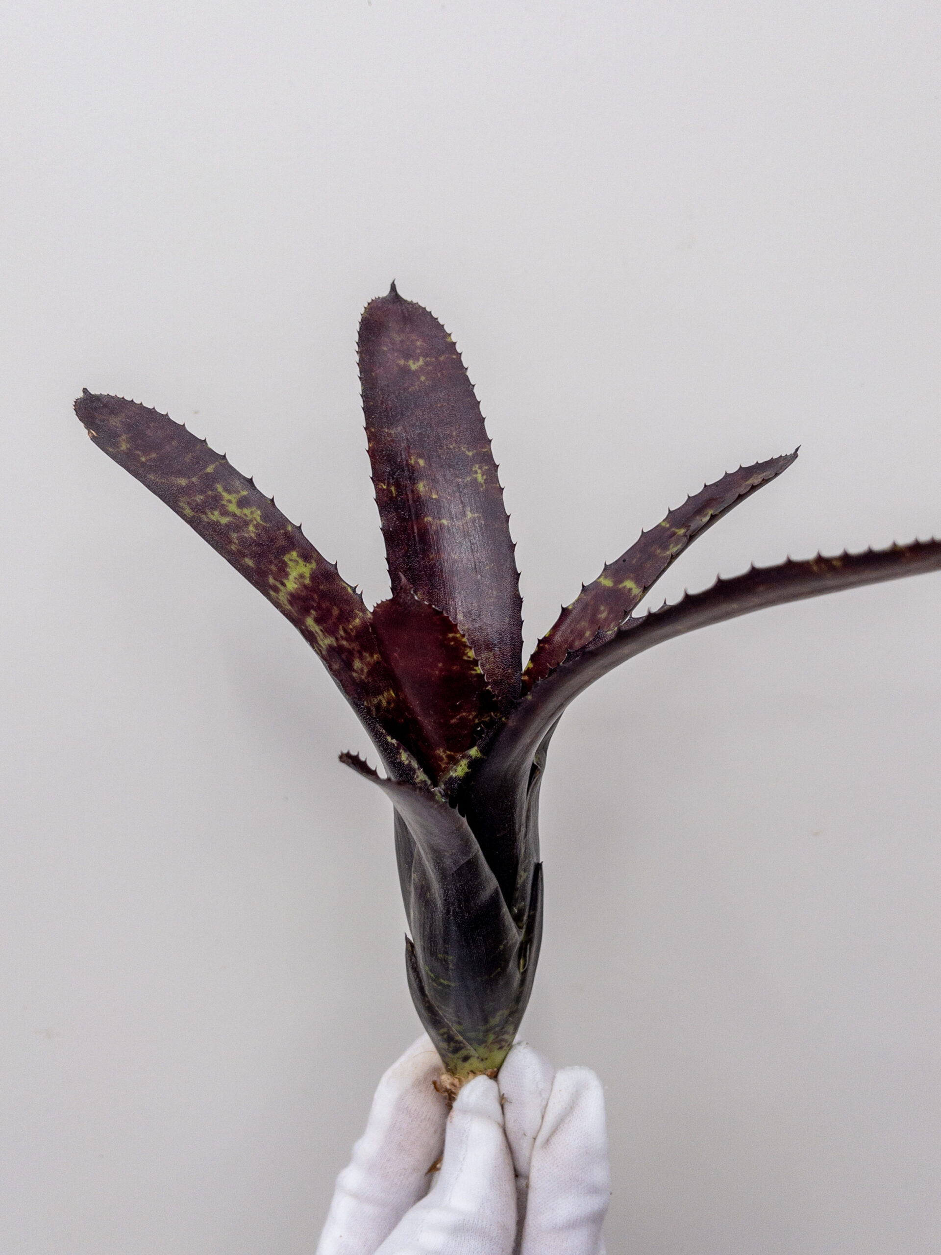 ネオレゲリア ブラックベリー