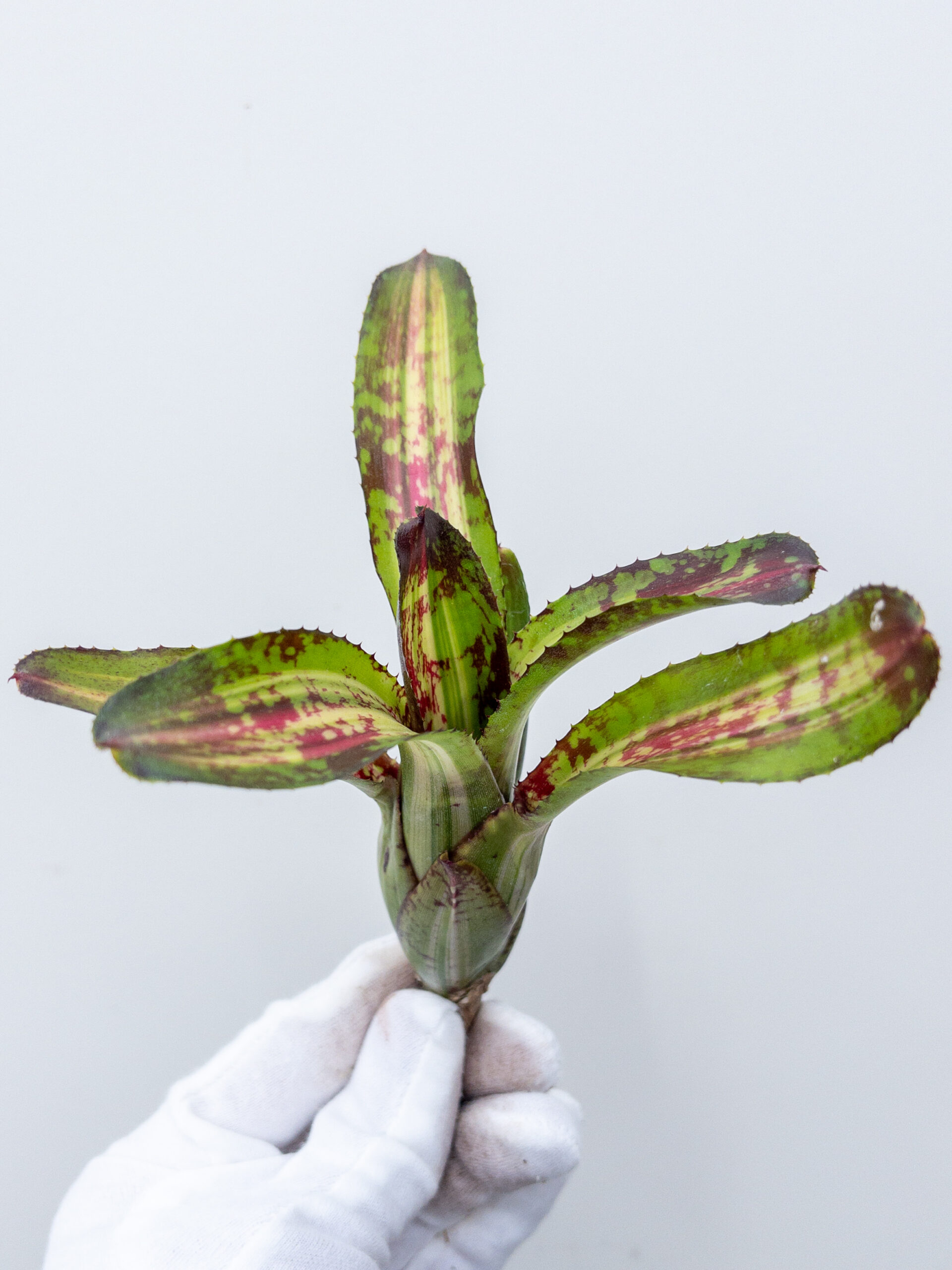 ネオレゲリア カポエイラ