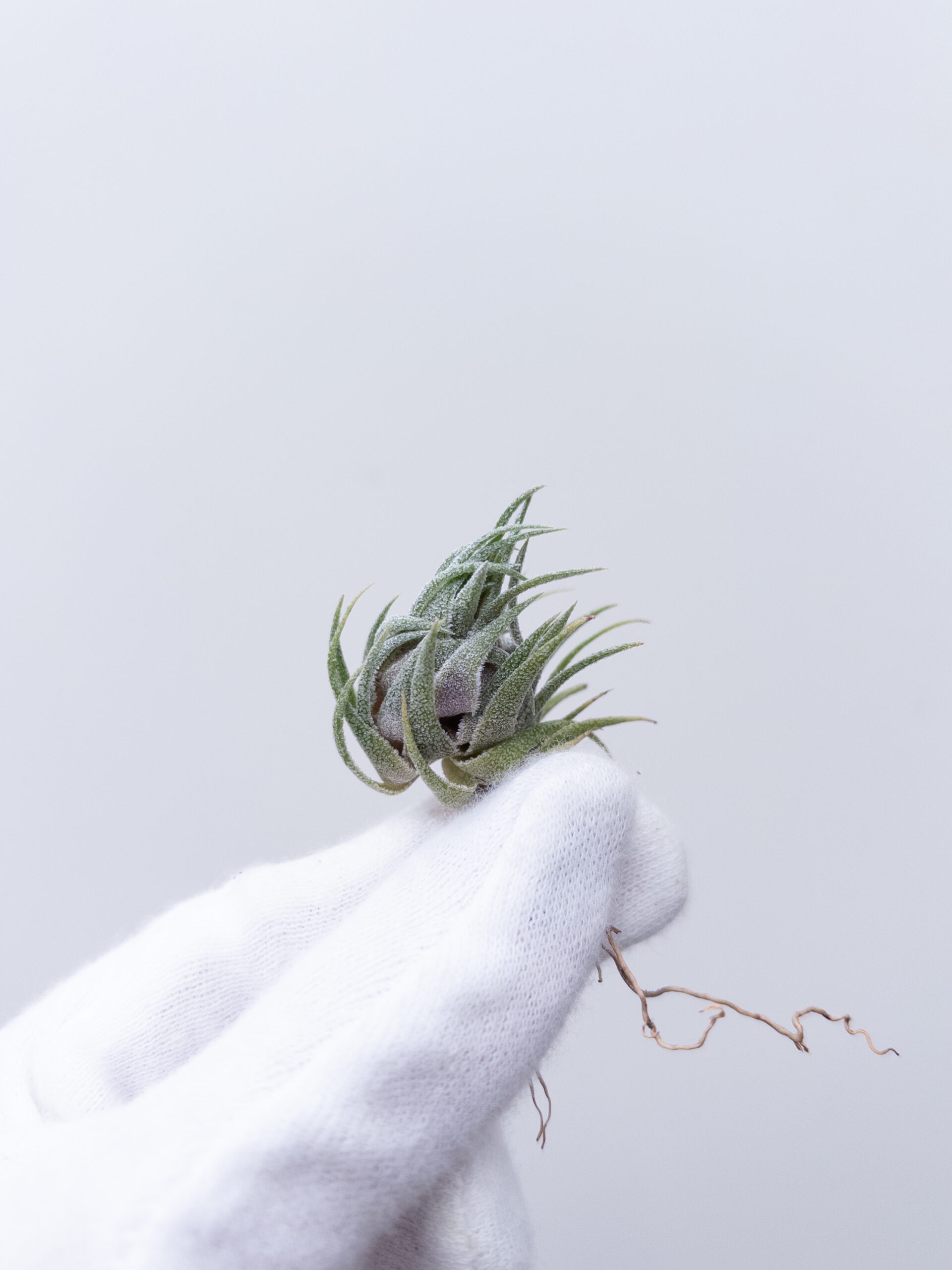 ティランジア スプレンゲリアナ