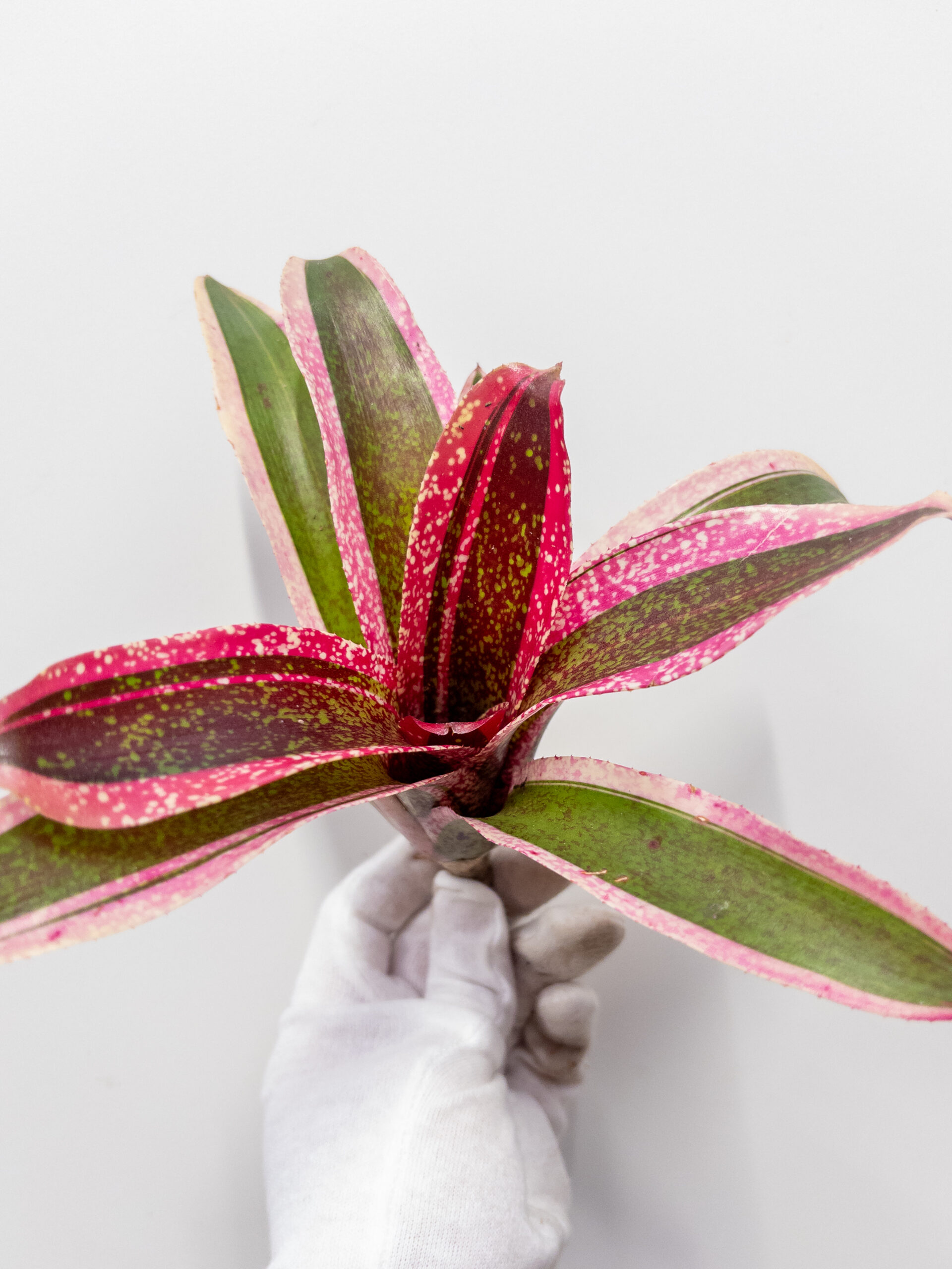 Neoregelia ‘Spritzer (A-M)’