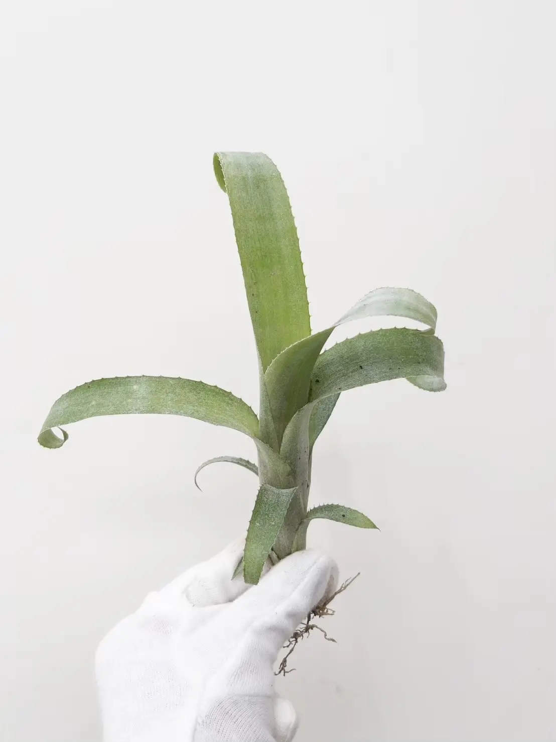 ビルベルギア オバケ