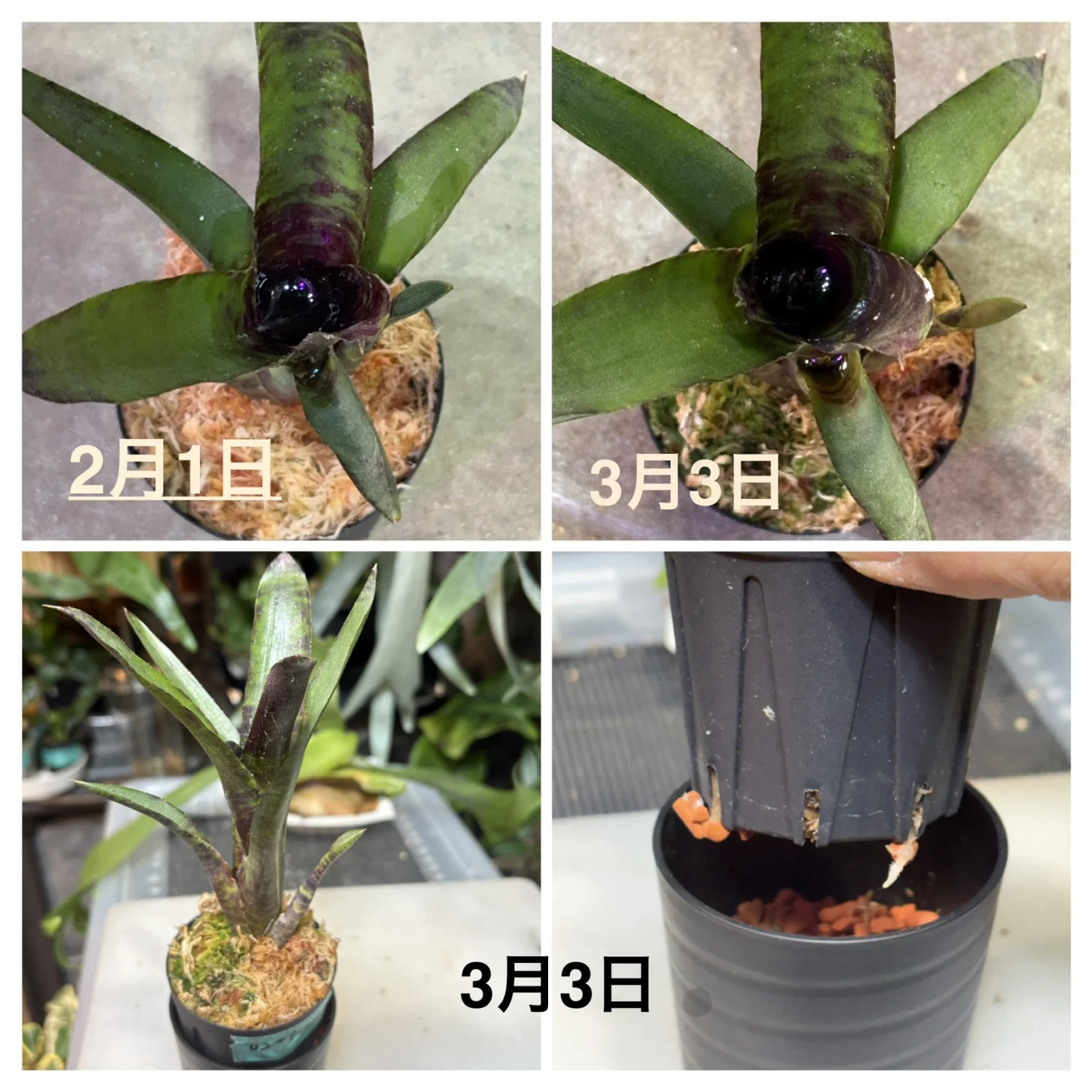 ネオレゲリア/ジャバプラム　発根管理