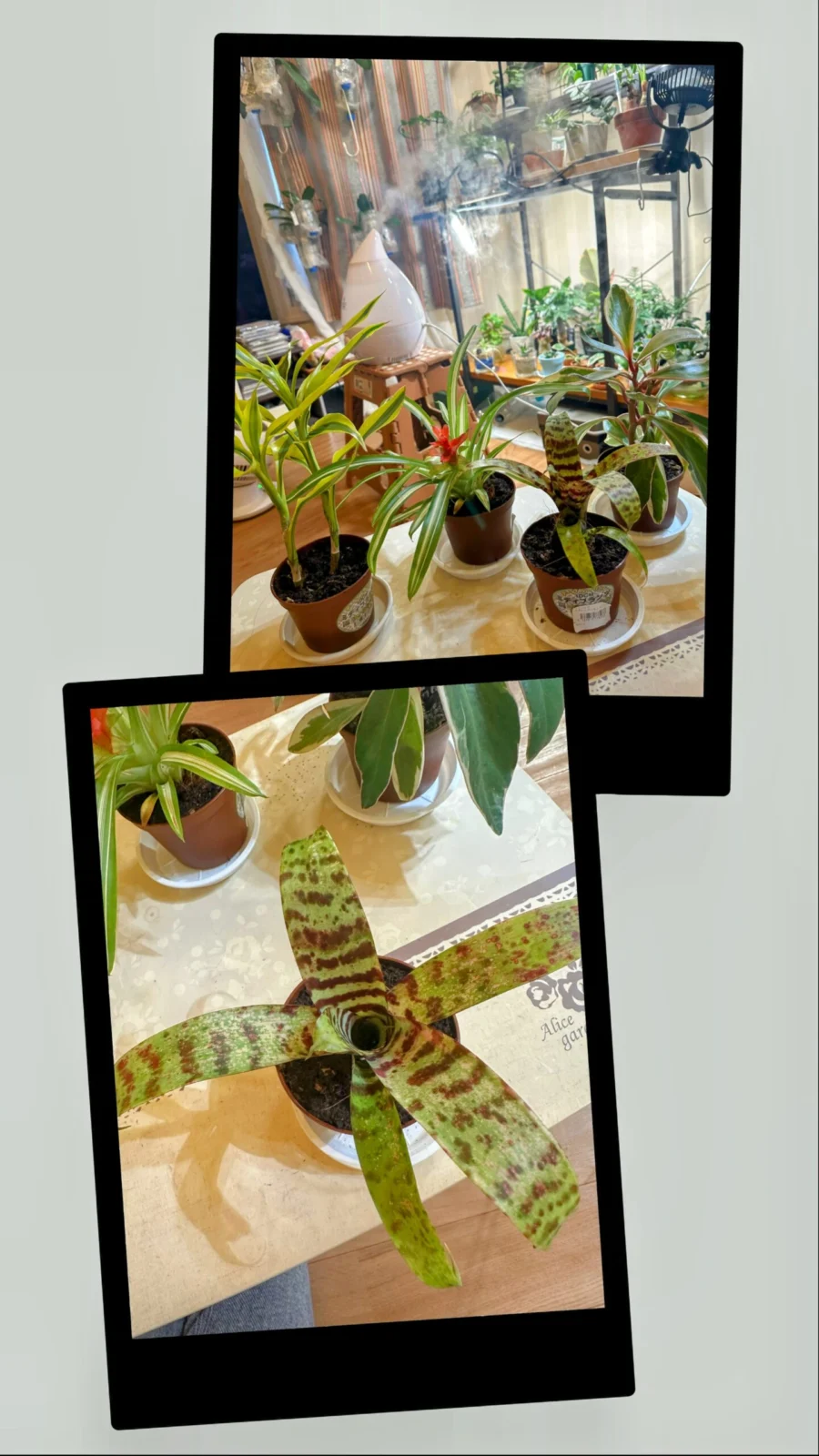 フリーセア　スプレンデンス