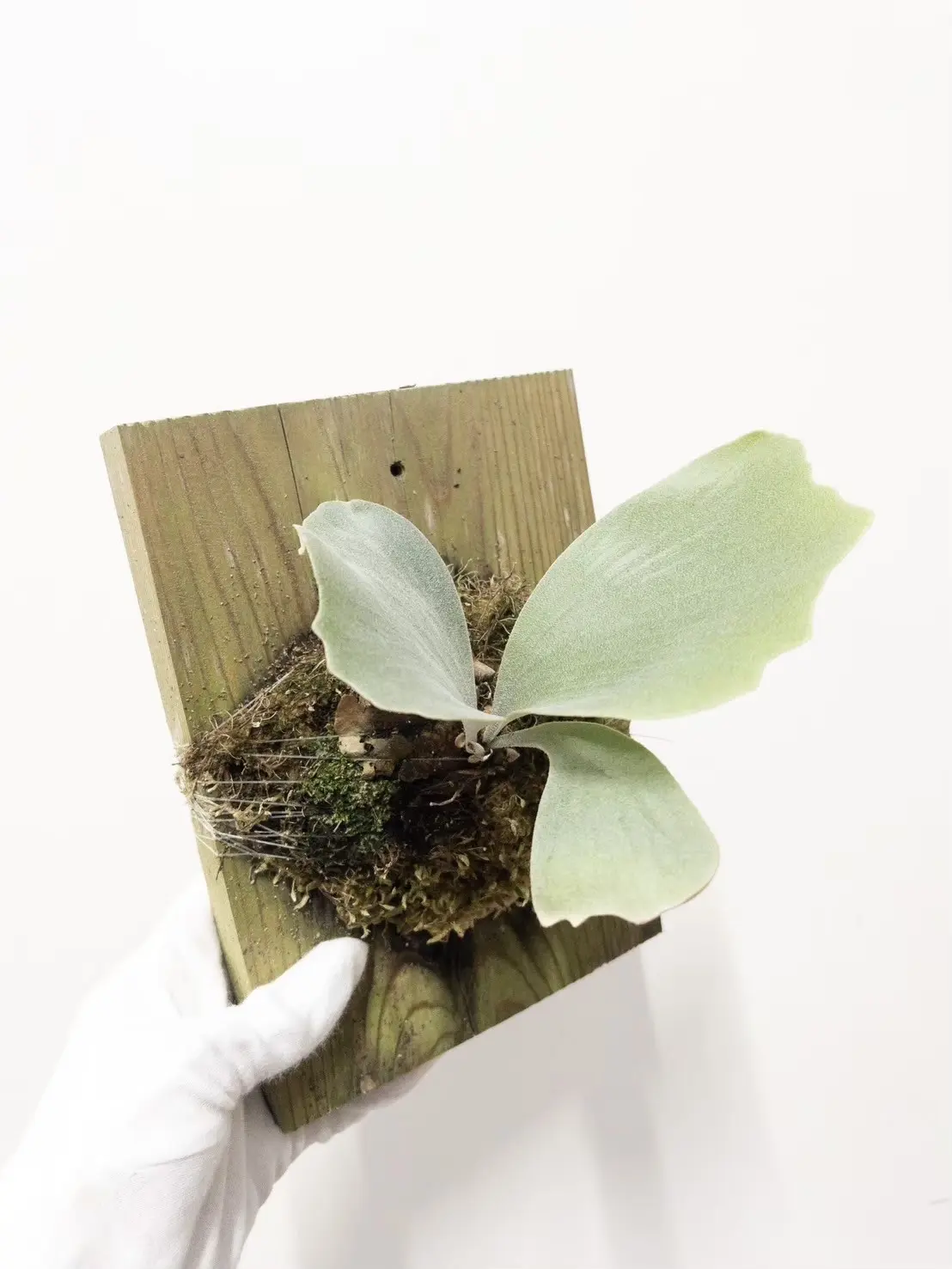 ビカクシダ ジョー