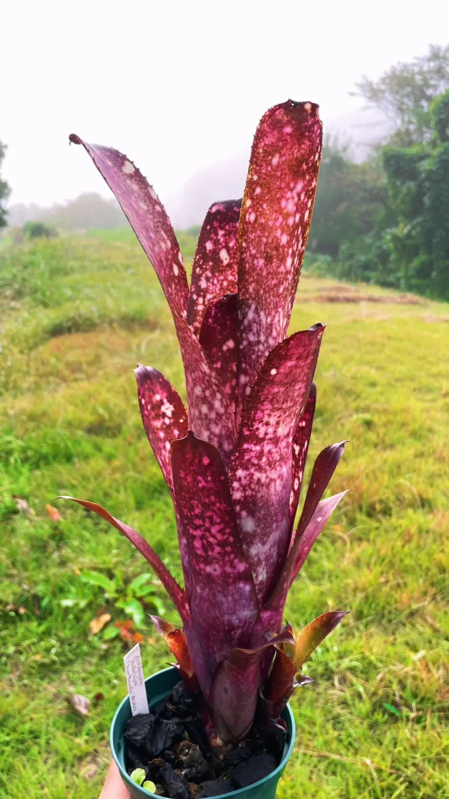 ビルベルギア　ハレルヤ