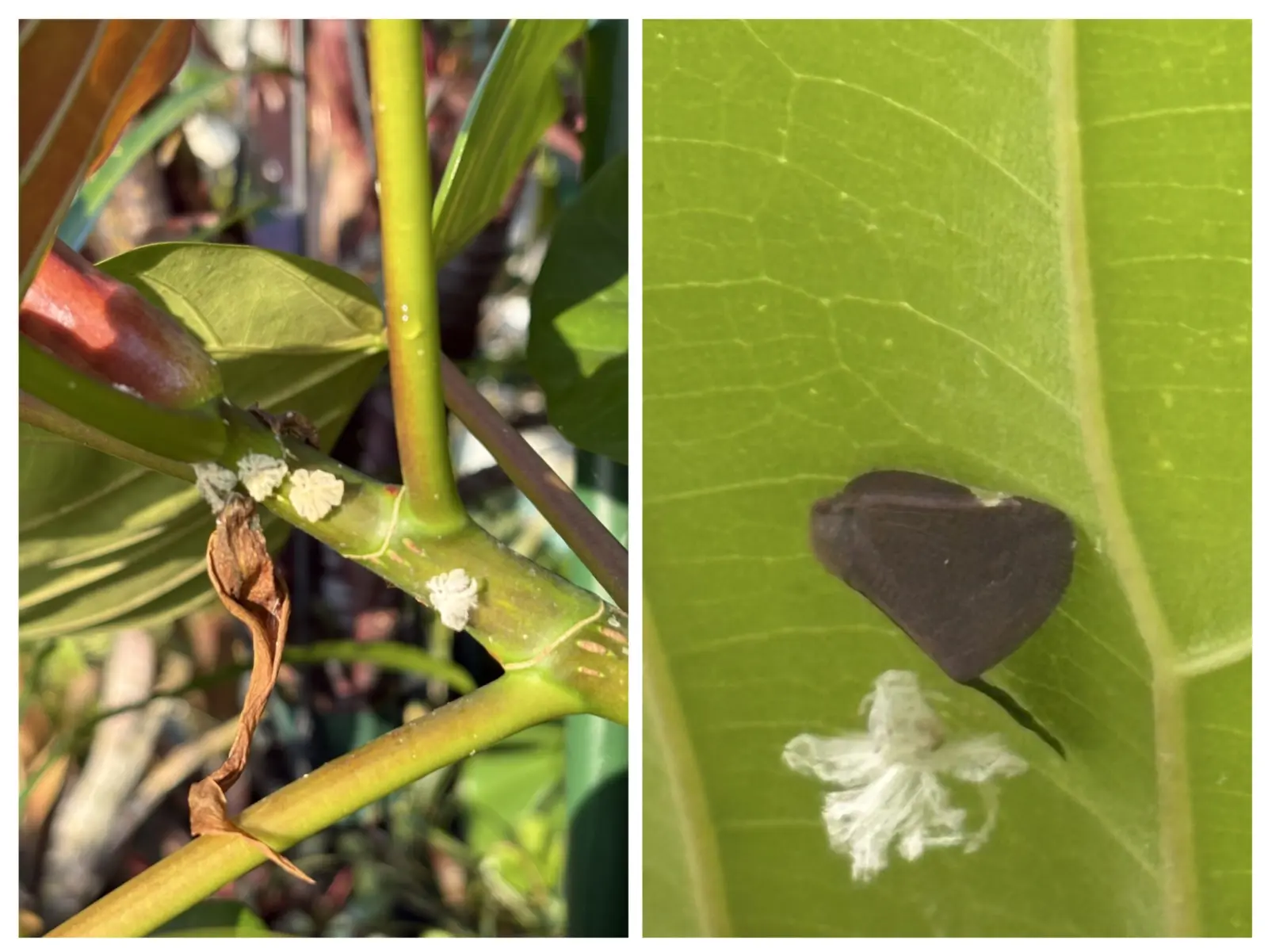 フィカス　ウンベラータ　害虫　チュウゴクアミガサハゴロモ
