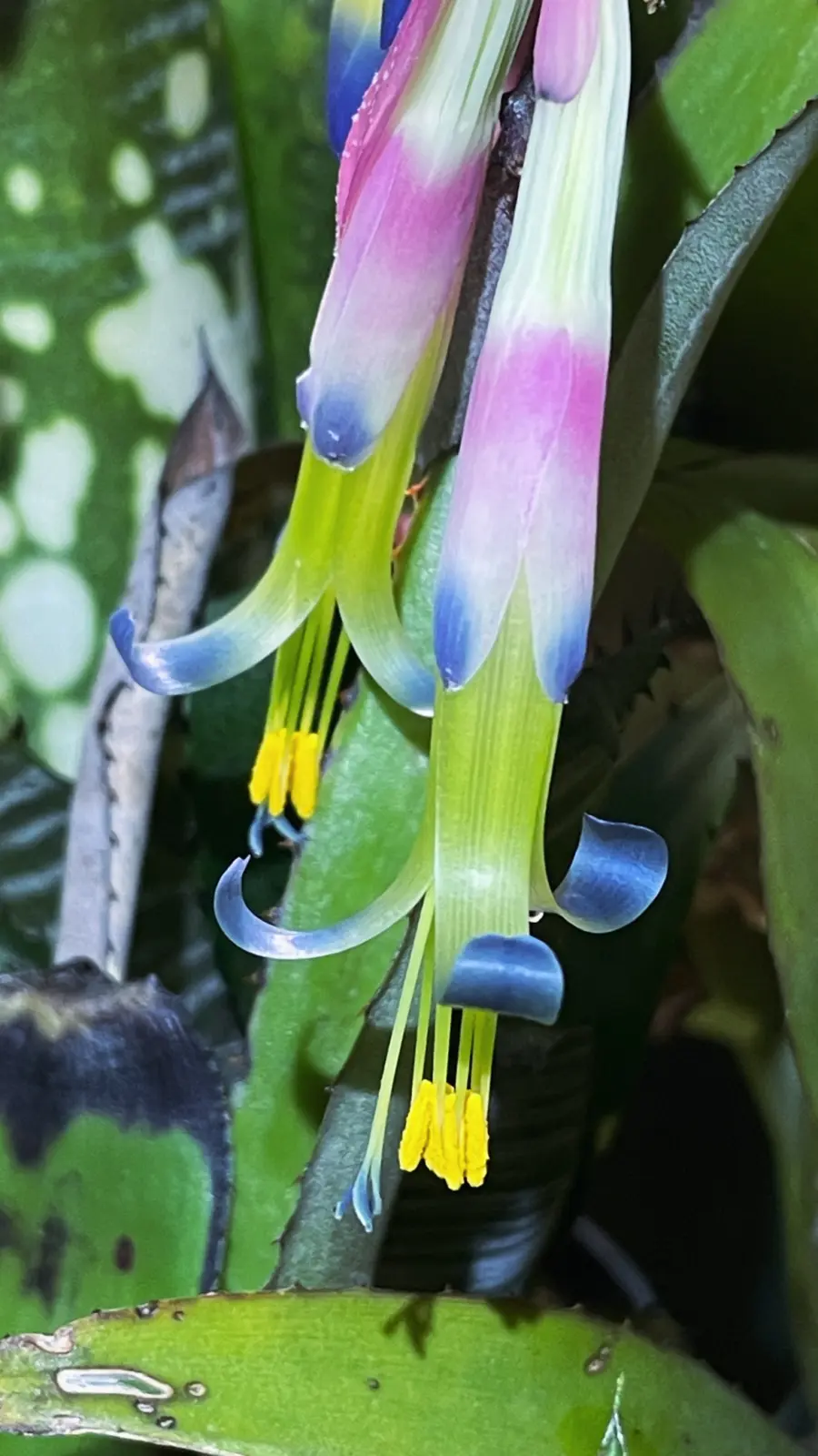 ビルベルギア サンデリアナ