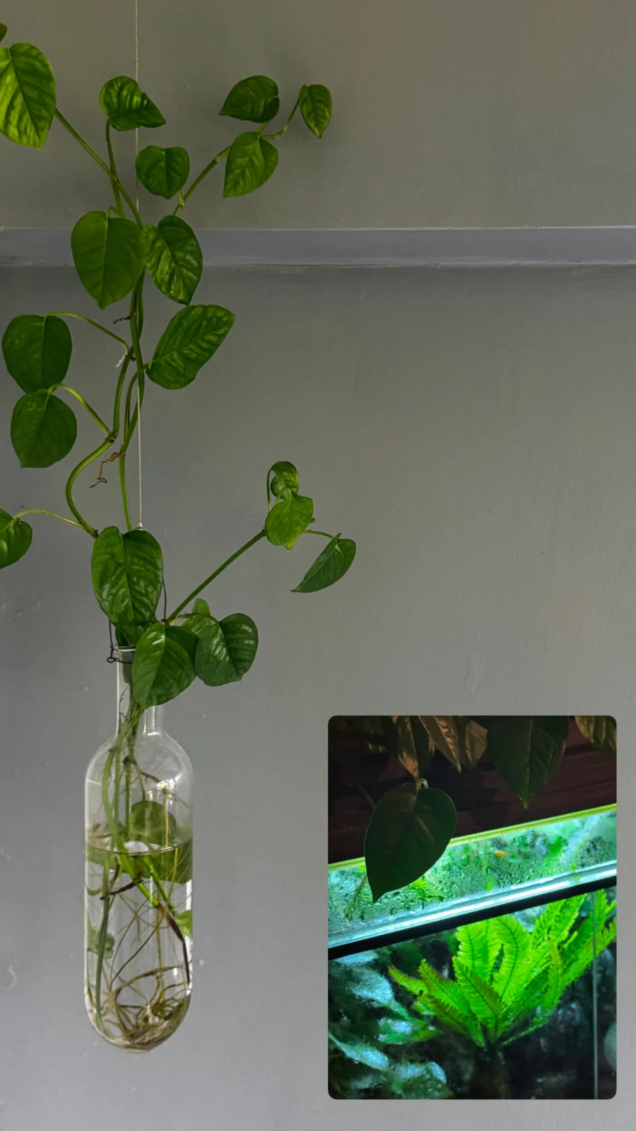 スキンダプサス 水差し