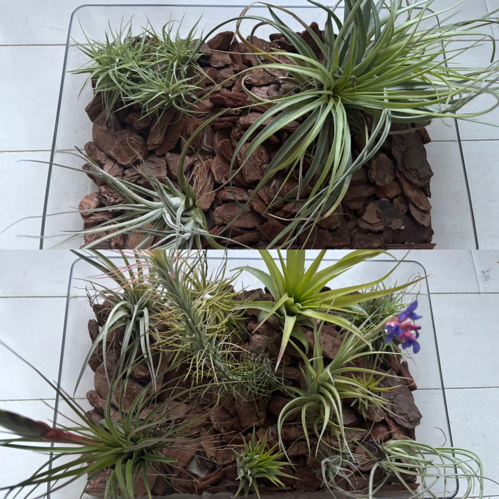 ティランジア　般若箱