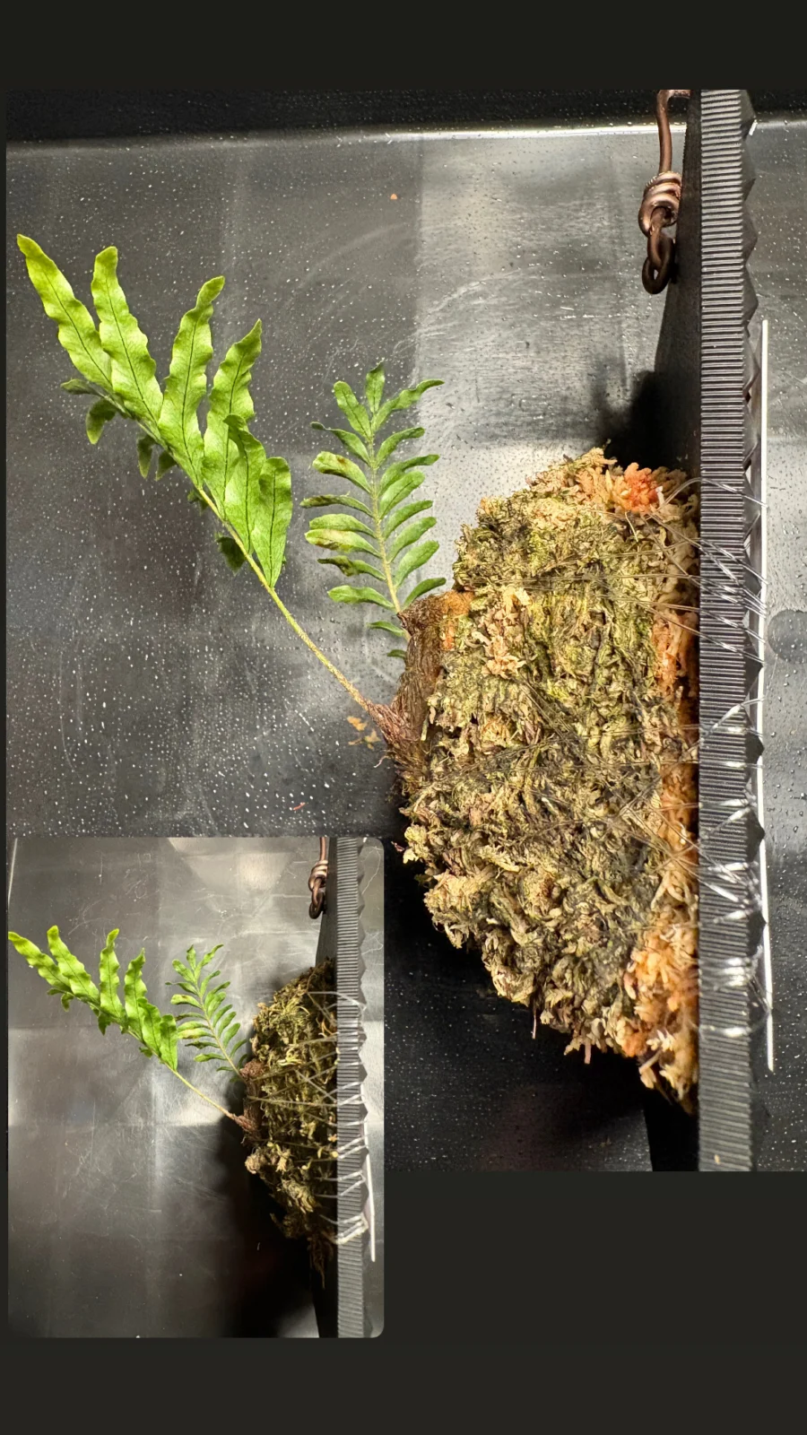 ドリナリア リギデュラ 小苗 PBP 苔増し