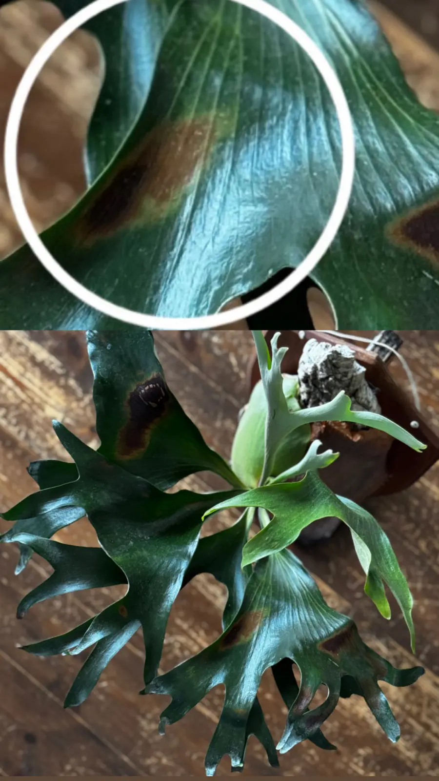 ビカクシダ アルキコルネ Gorgon