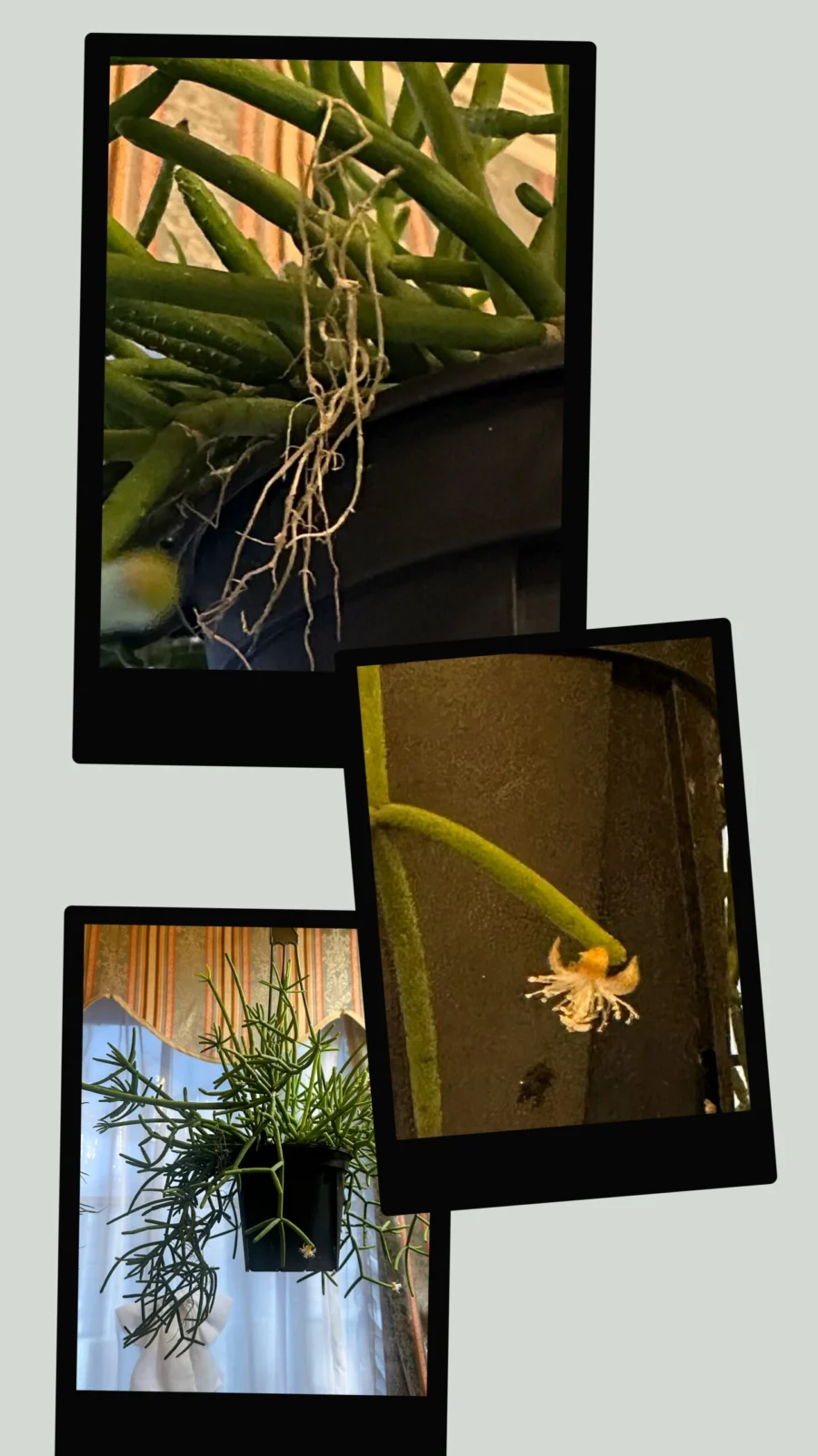 リプサリス　ヘテロクラダ