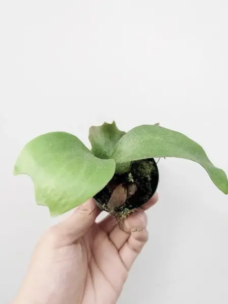 ビカクシダ ノコギリ
