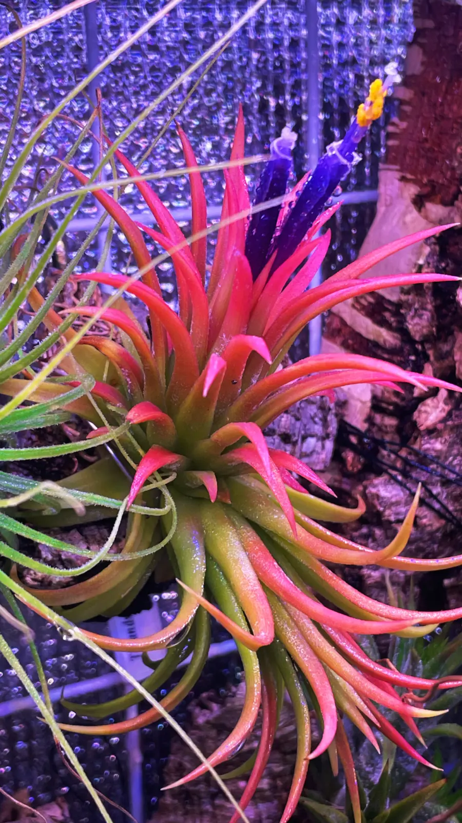 ティランジア　イオナンタ　ロン TF由来