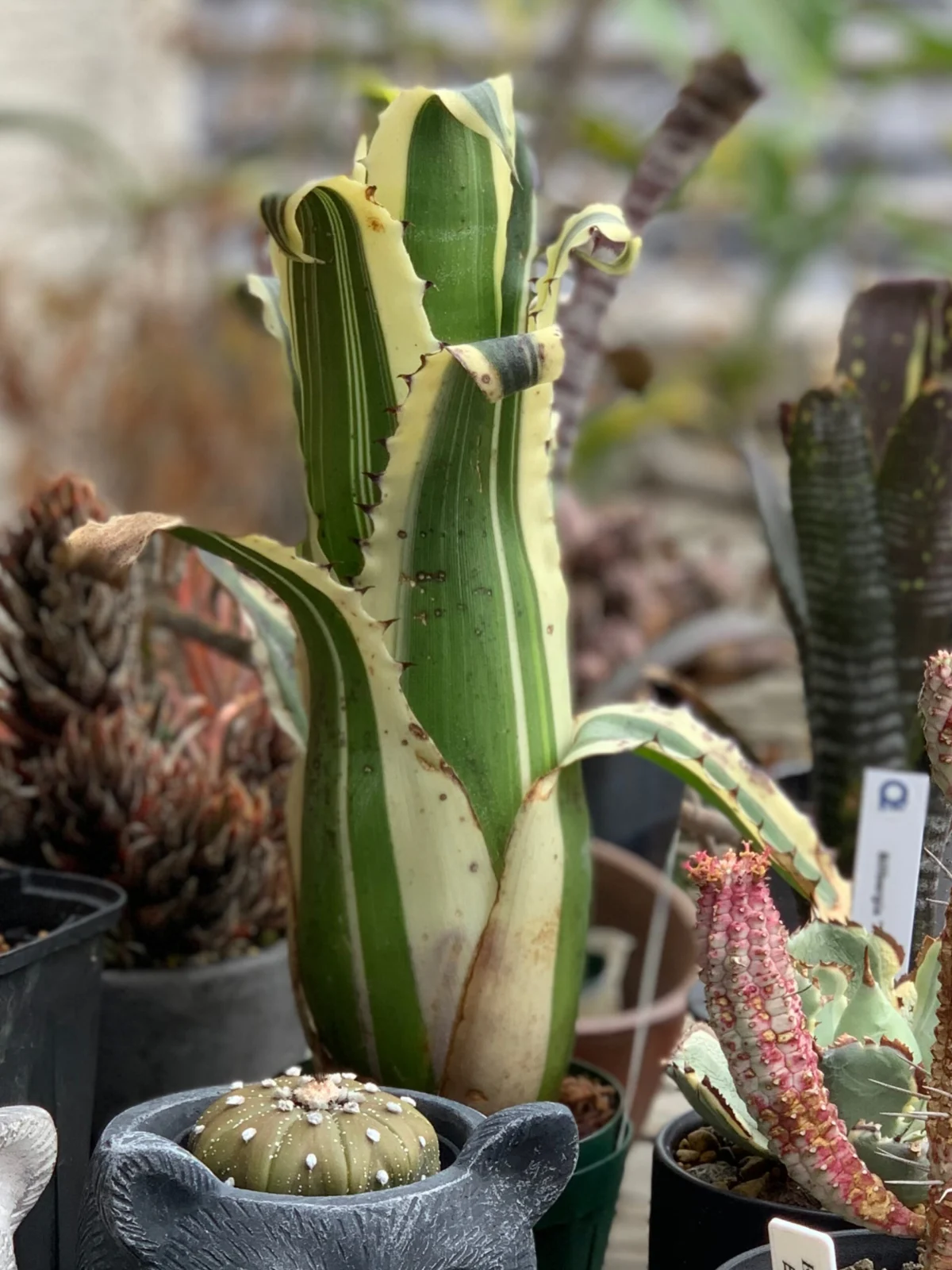 ホヘンベルギア　カーラ