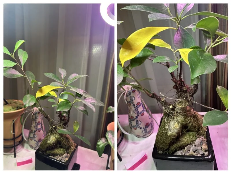 ガジュマル 葉っぱ黄色い 根っこの太いところに苔付き?