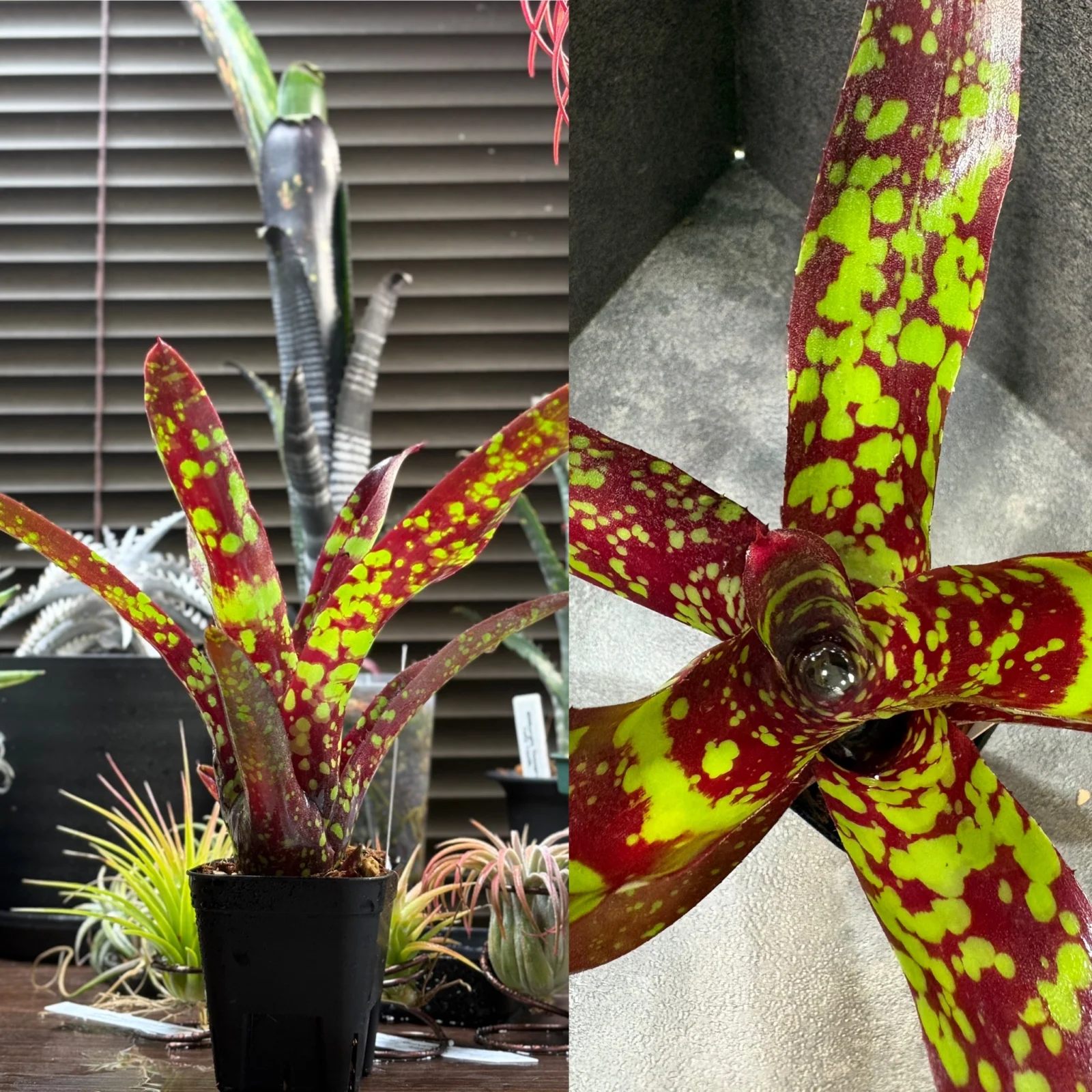 ネオレゲリア　スーパーアステカ