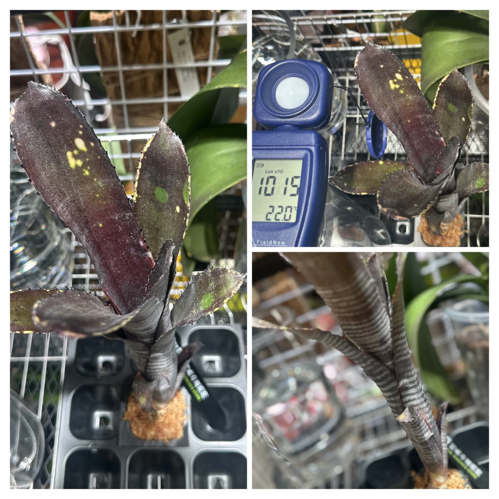 ビルベルギア スモークスタック