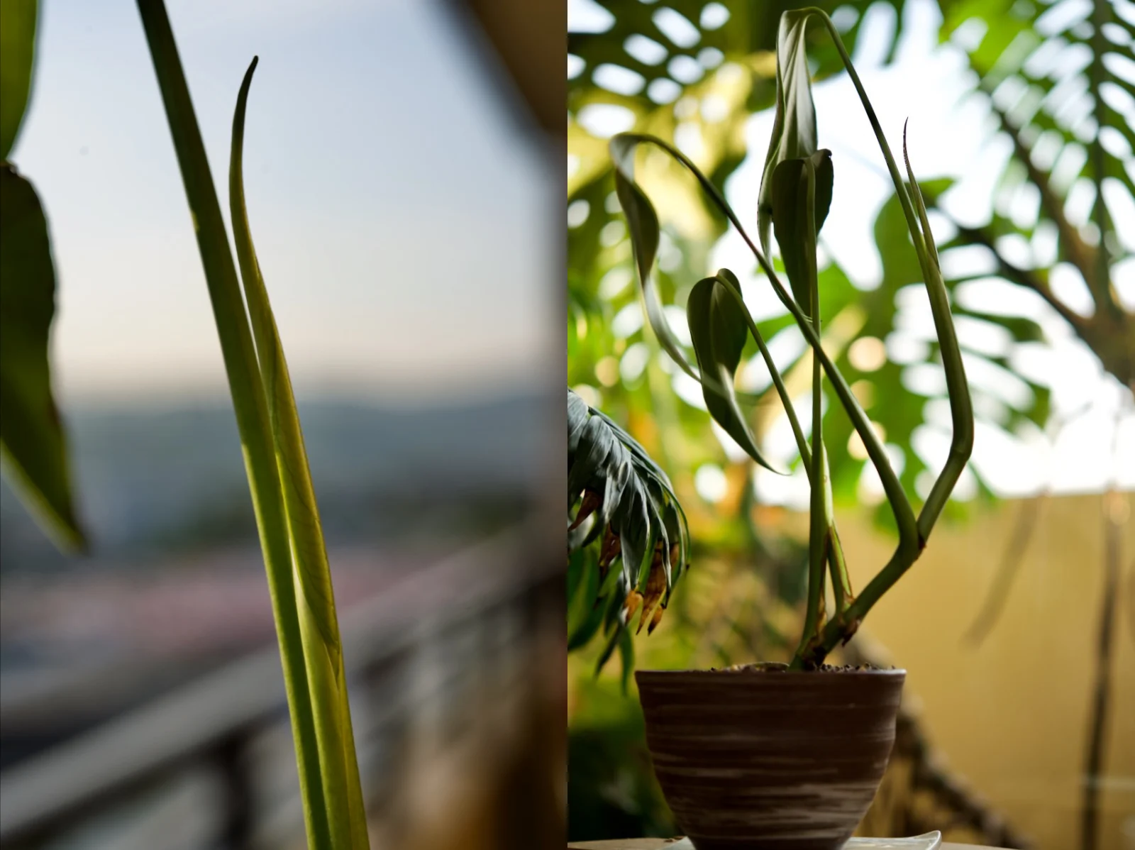 モンステラ　バールマルクスフレーム　春のドリル ①