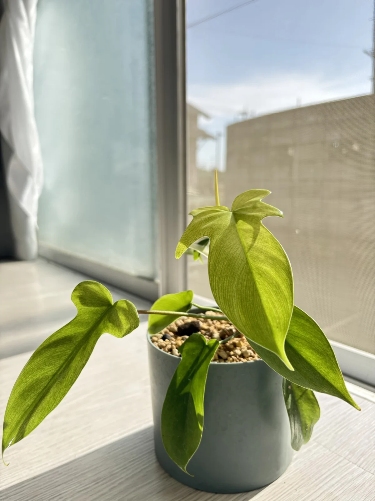 フィロデンドロン　札落ち　救済植物