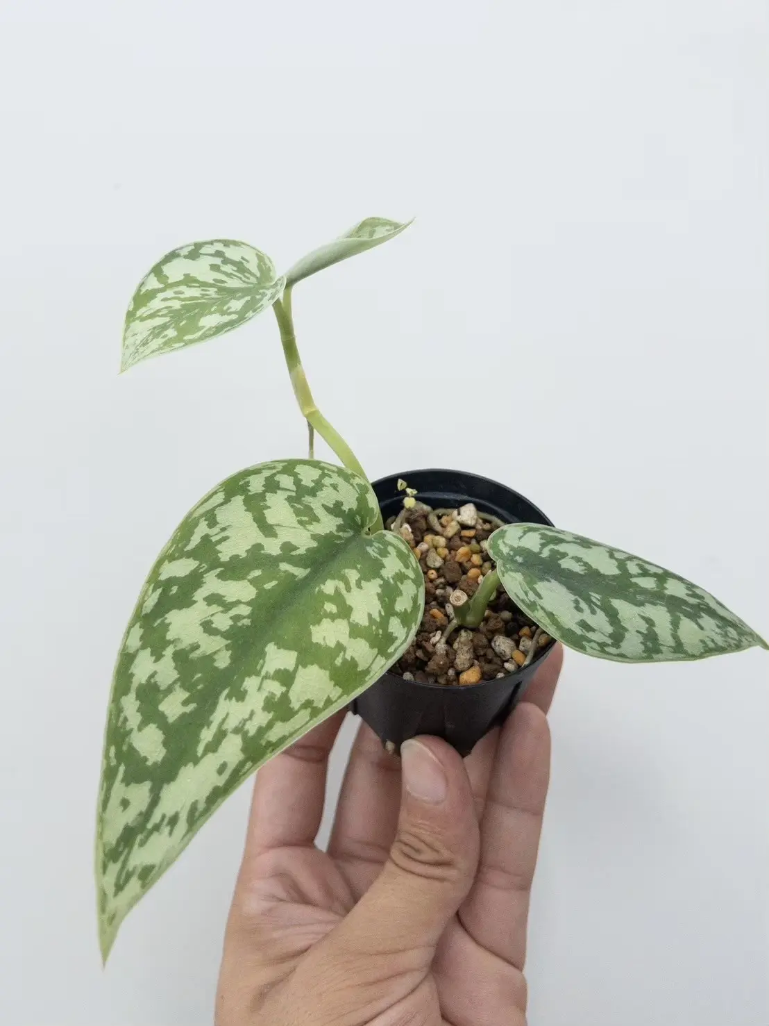 スキンダプサス シルバーレディー