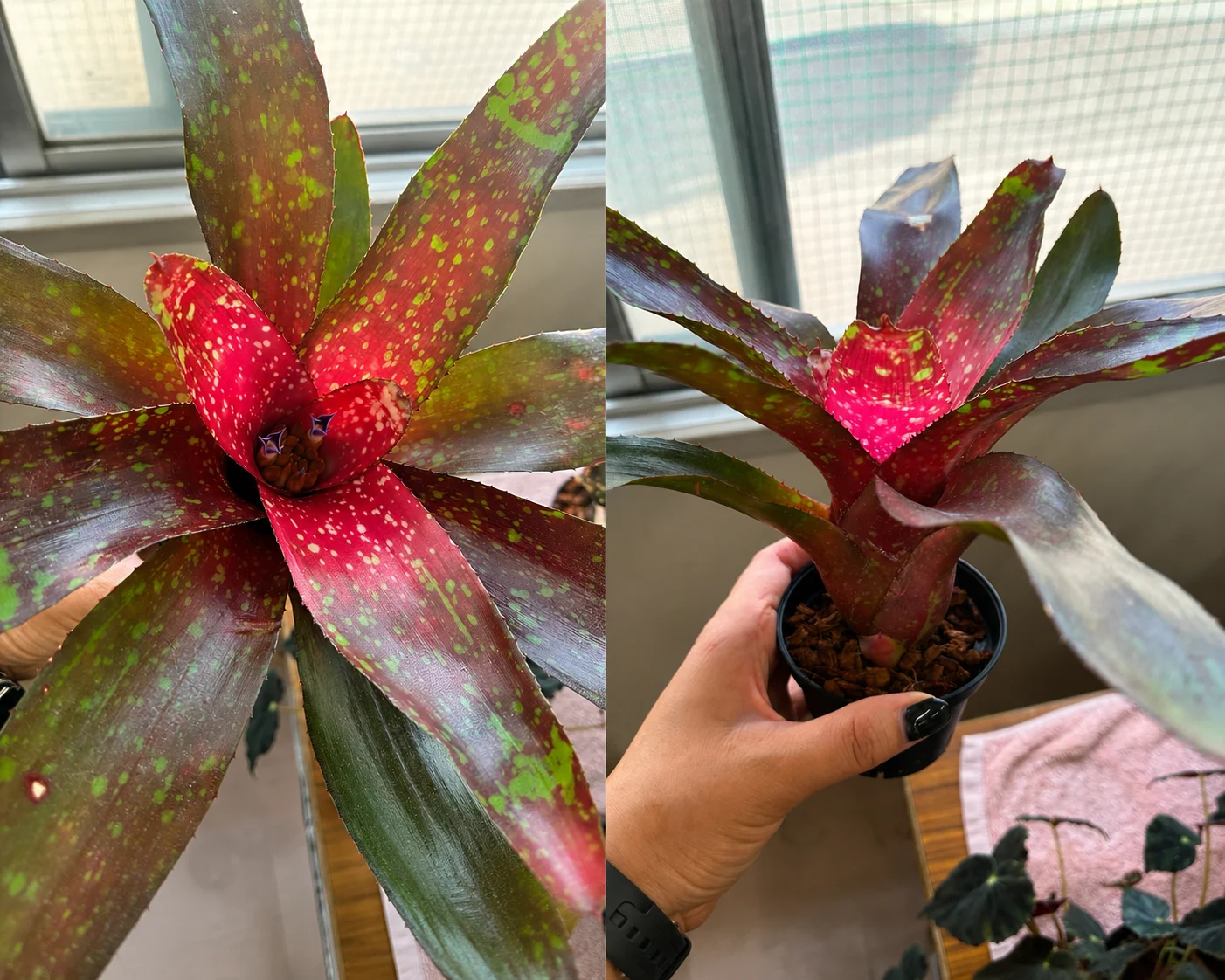 ネオレゲリア – Plants Navi ネオレゲリア – Plants Navi